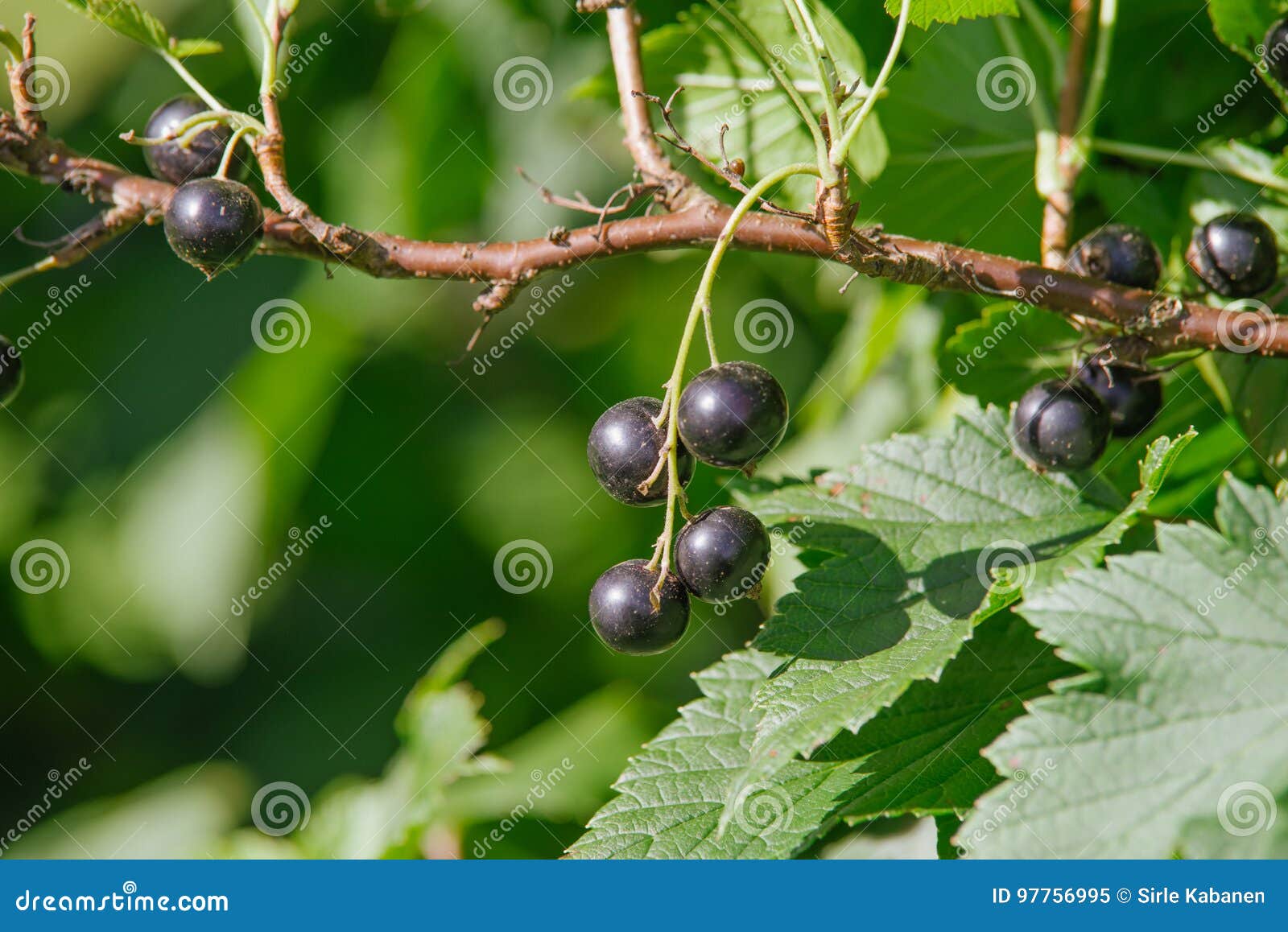 Ribes nigrum stock image. Image of nigrum, delicious 97756995