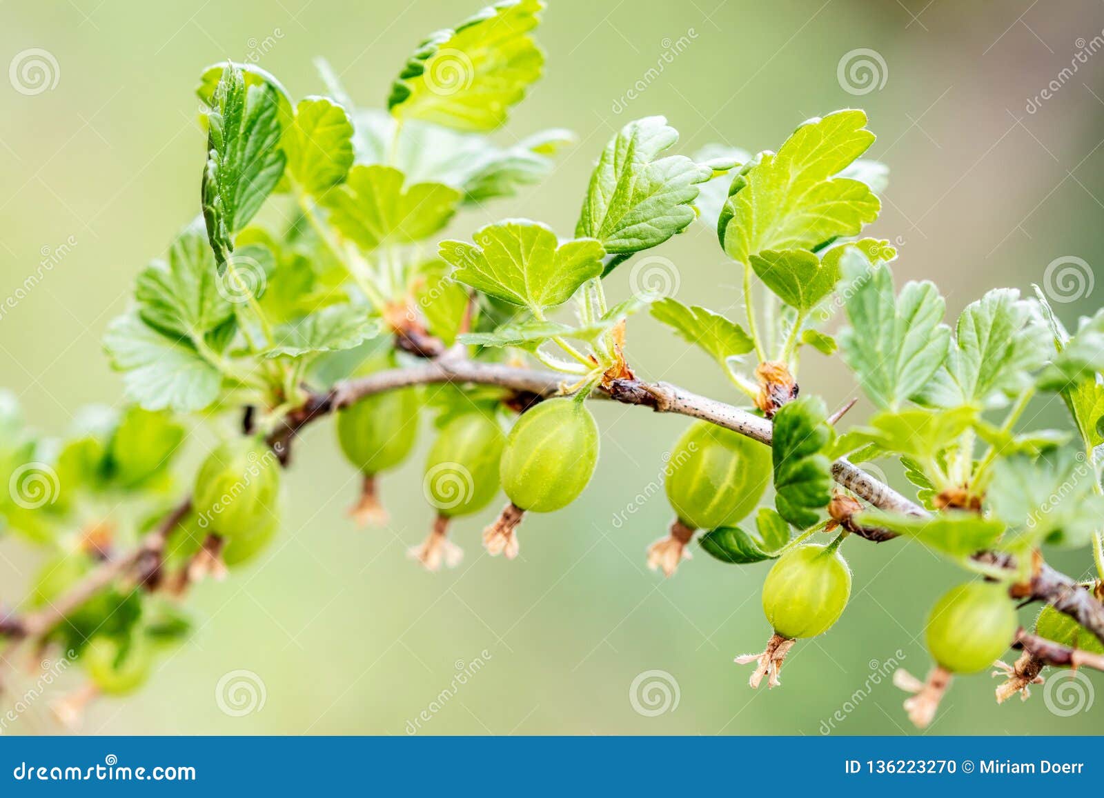 ribes uva-crispa branch with young an green gooseberries, growth and maturity