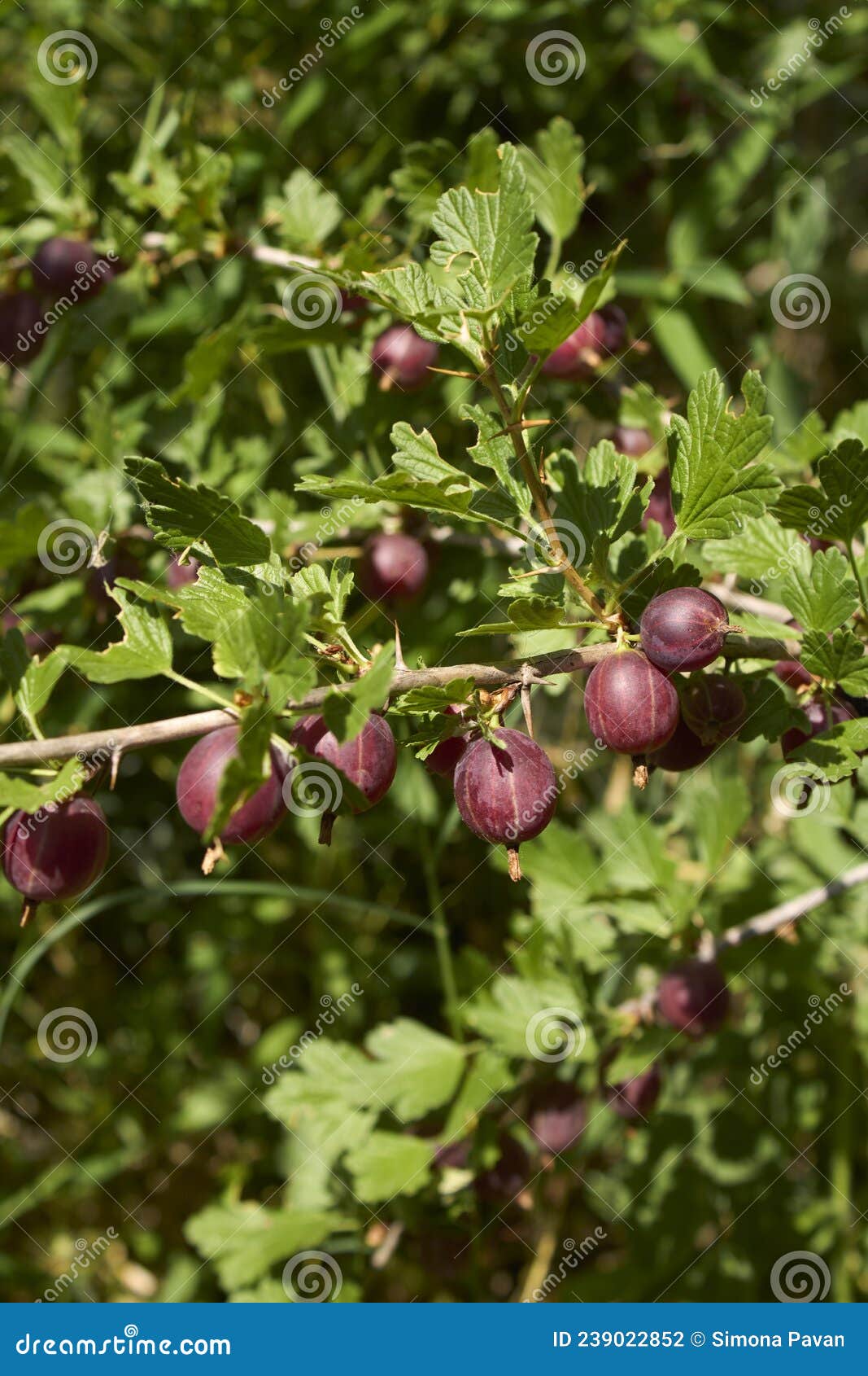 ribes uva crispa shrub