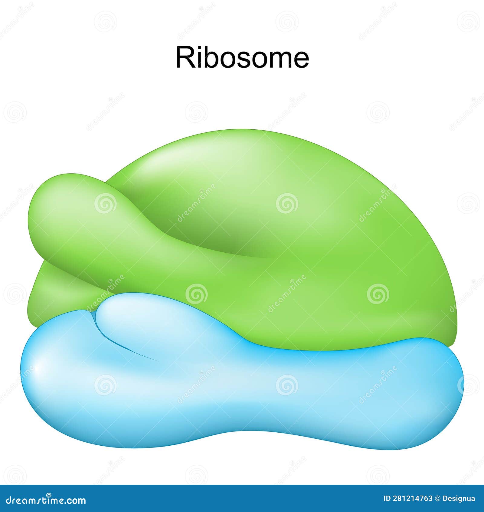 ribosome. cell organelle for protein synthesis