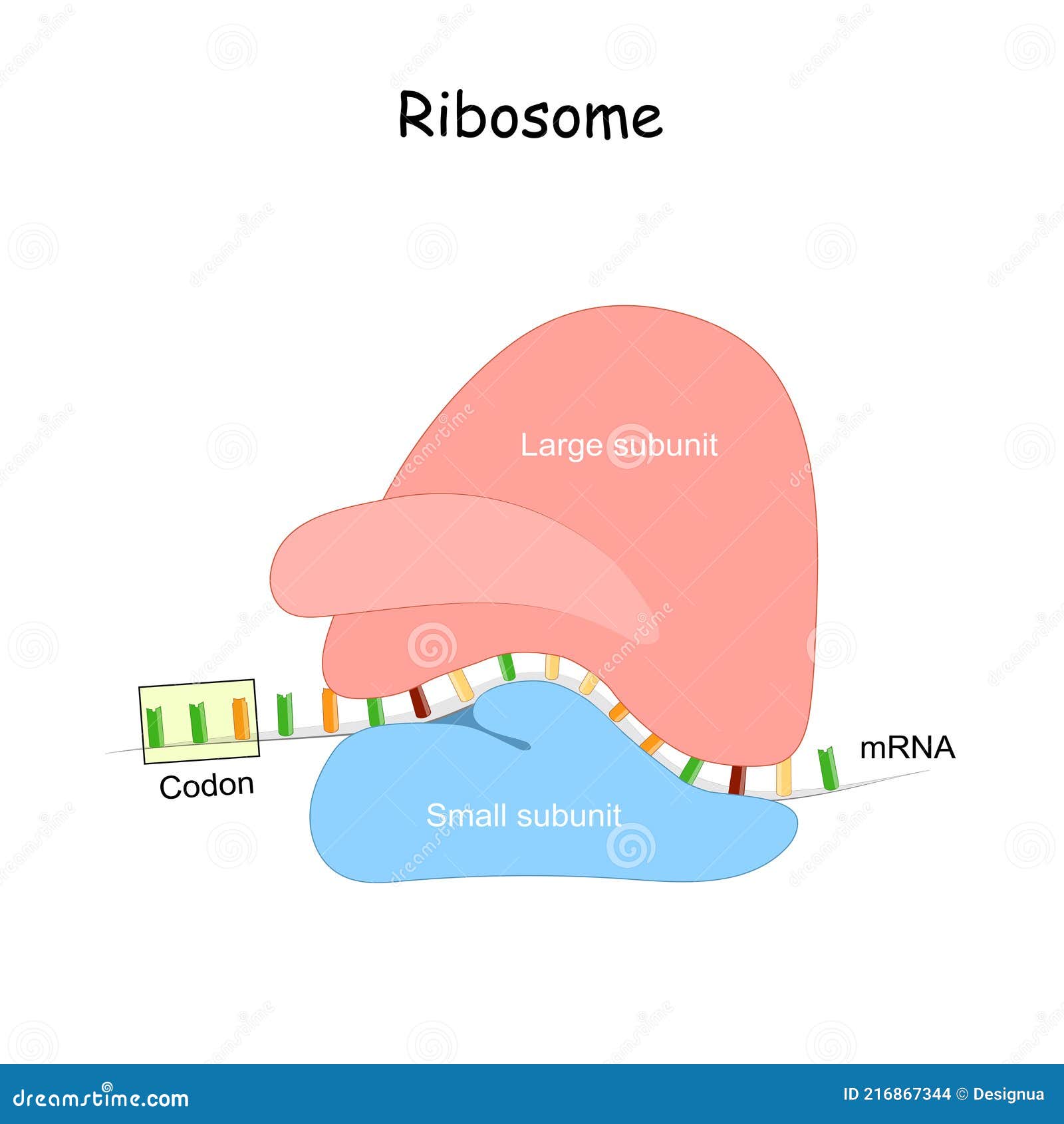 ribosome and mrna