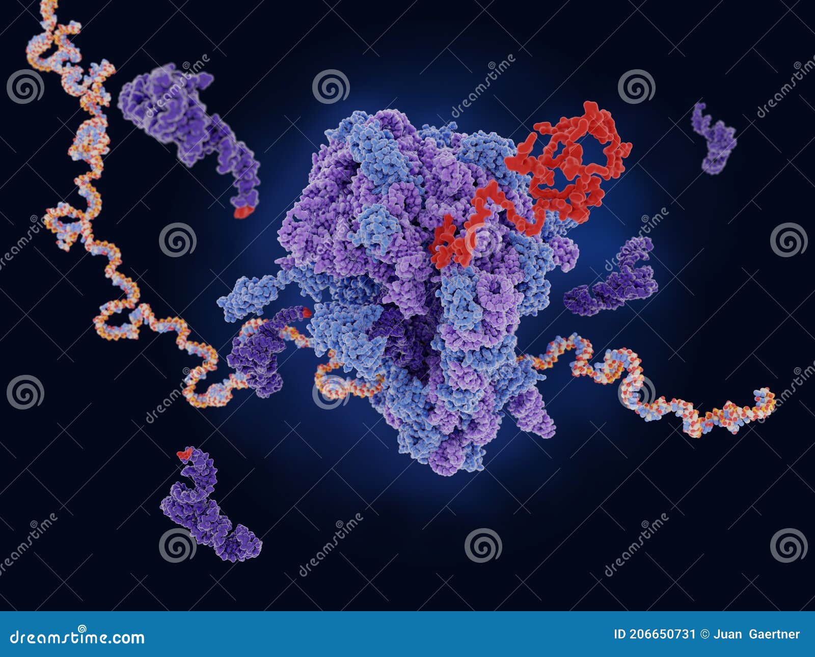 ribosome translating mrna into a polypeptide chain
