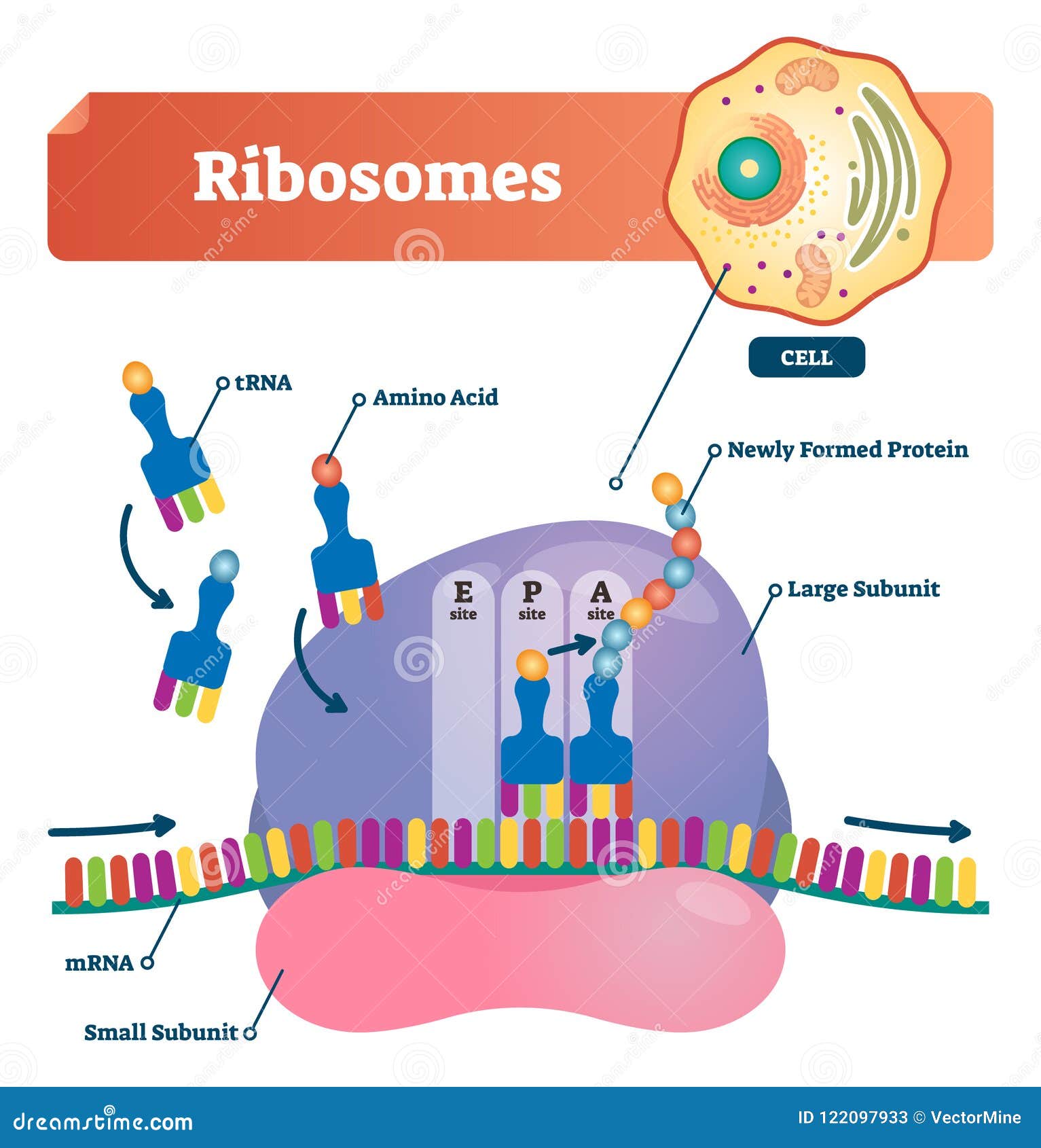 ribosomes  . anatomical and medical labeled scheme. explained closeup diagram.