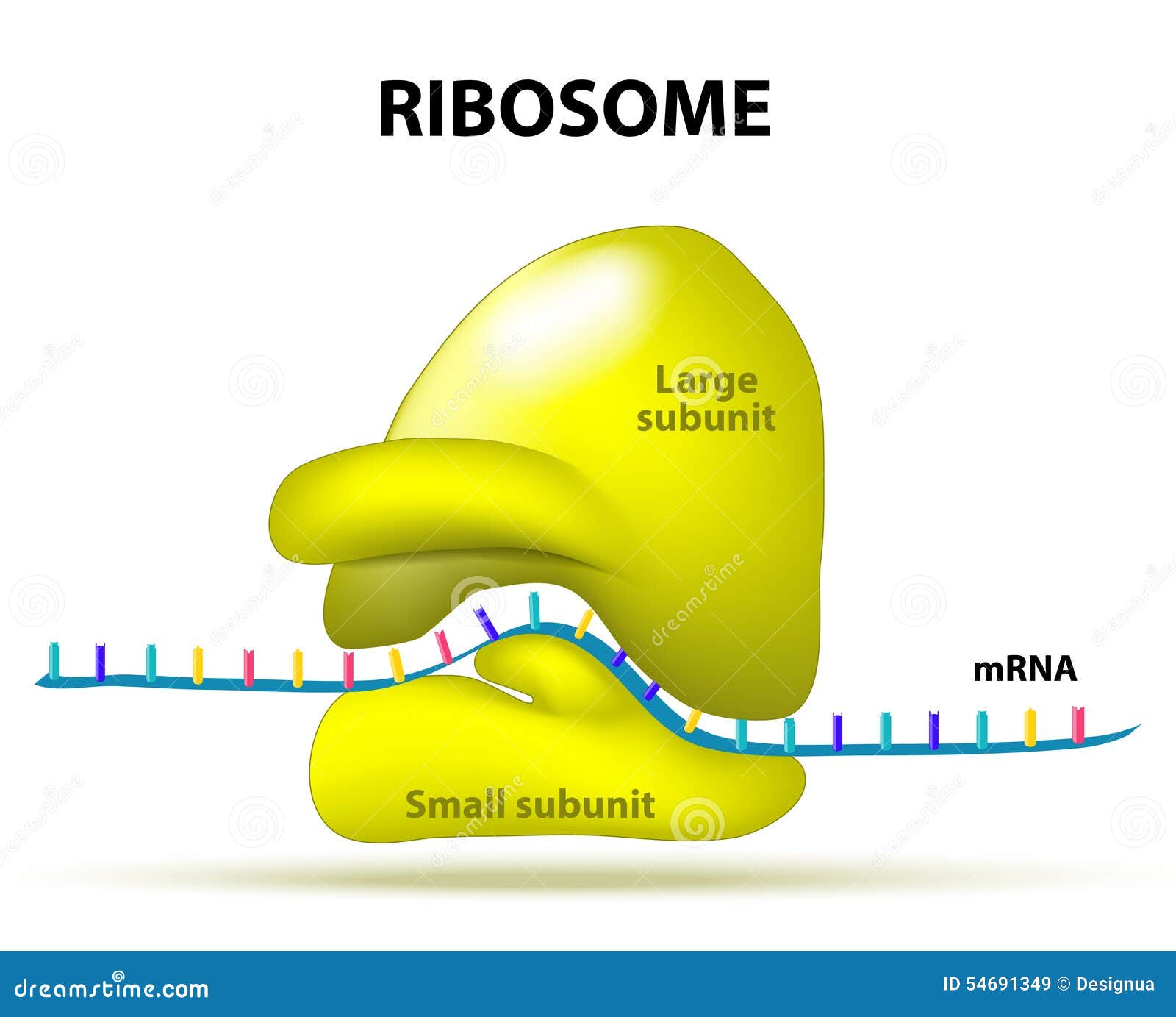 Ribosoom vector illustratie. Illustration of complex 54691349