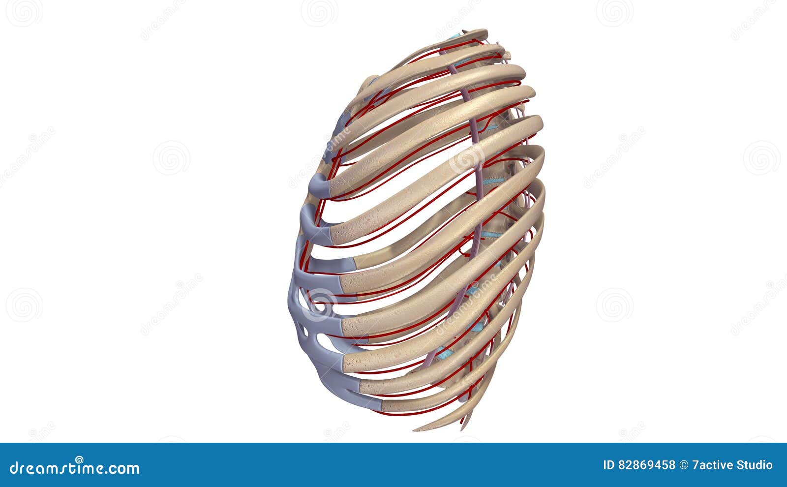 Ribs With Ligments And Arteries Lateral View Stock ...