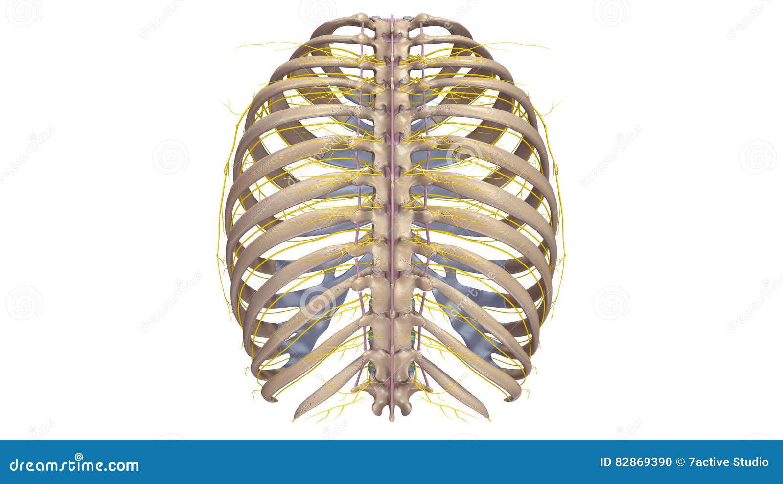 Ribs With Ligments And Nerves Posterior View Stock ...
