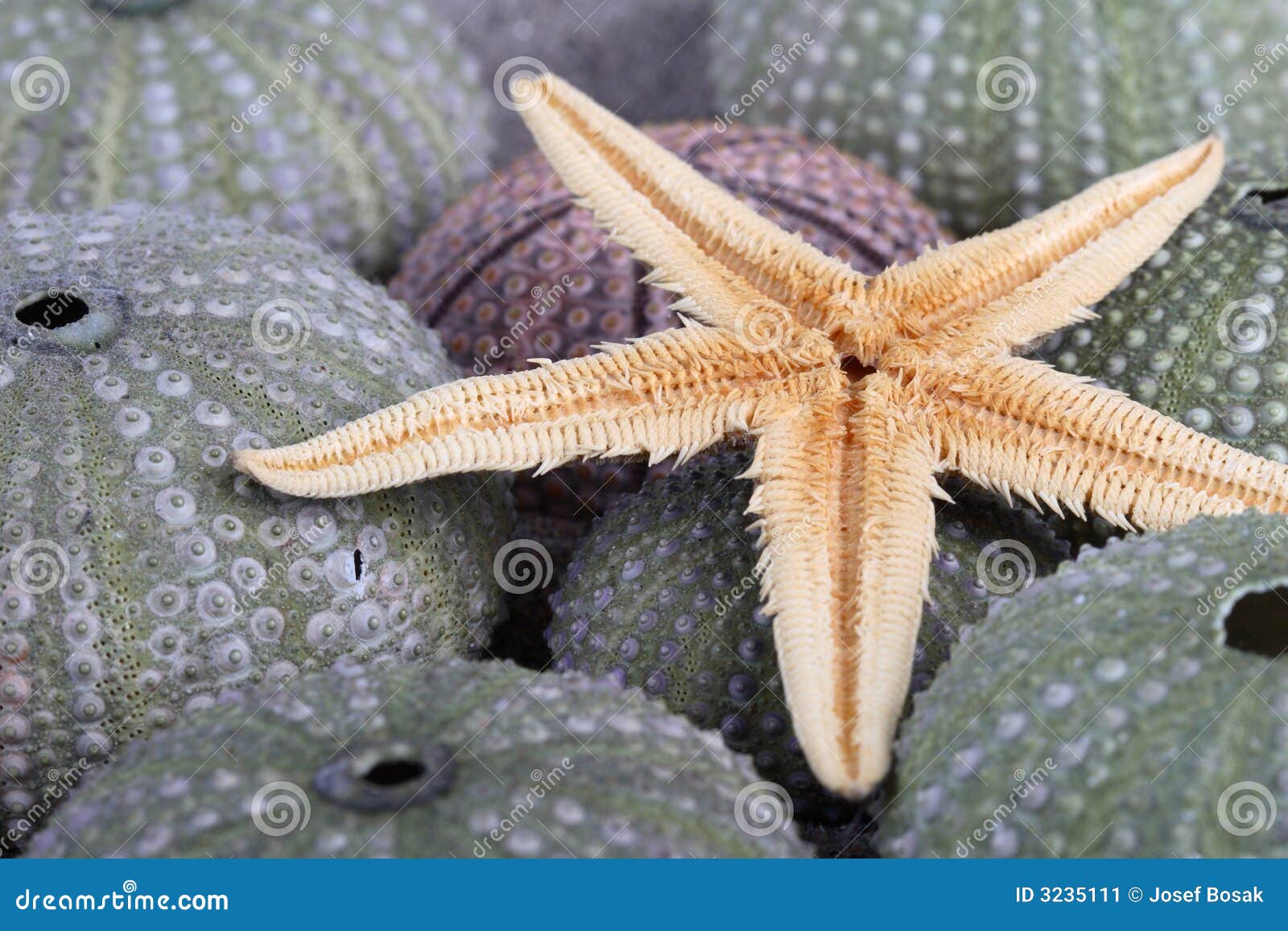 10 Stelle Marine Naturali Per Decorazioni - Mix Di Stelle Per Matrimoni, Casa E Fai Da Te - Foto 13