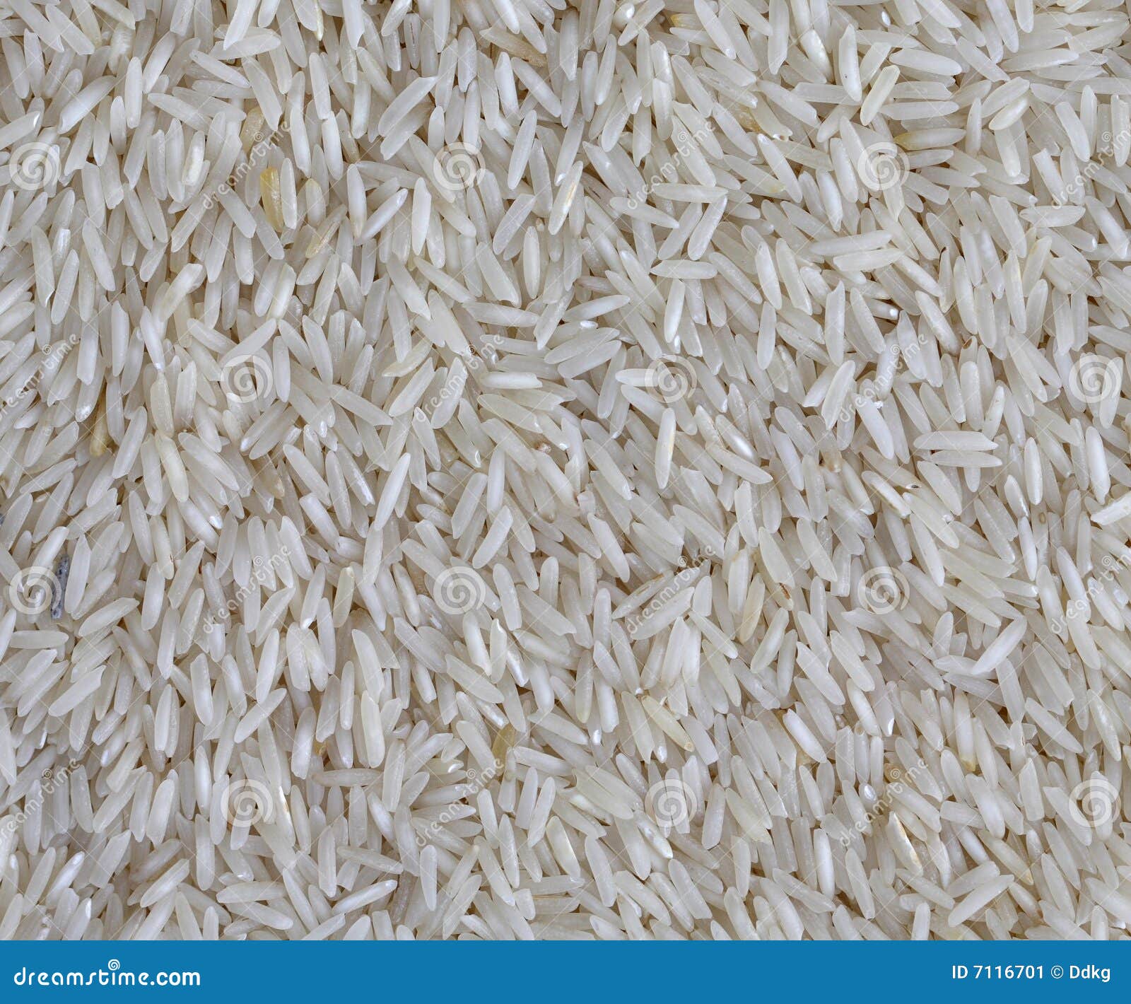 Rice stock image. Image of rice, harvest, food, sustainable - 7116701