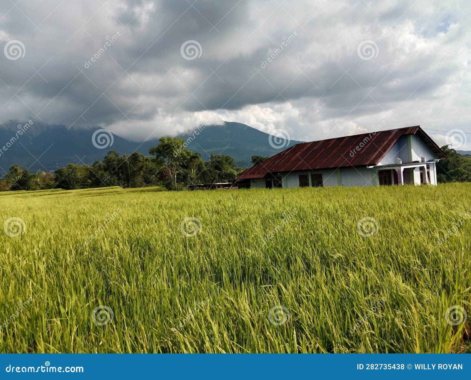 rice fields in ruteng, manggarai regency, east nusa tenggara