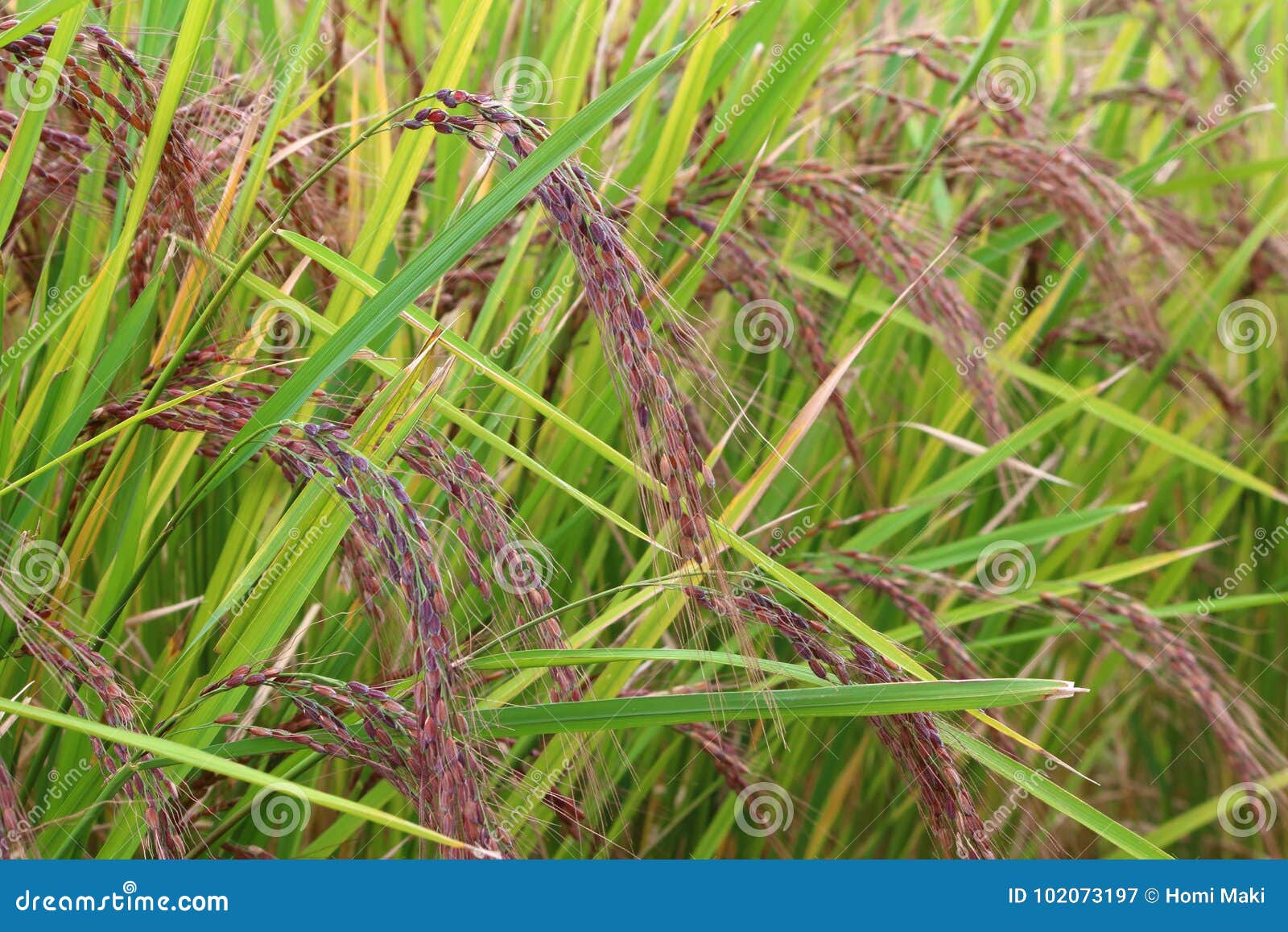 Japan Full Grown Red Rice in Paddy Field. Stock Image Image of dark