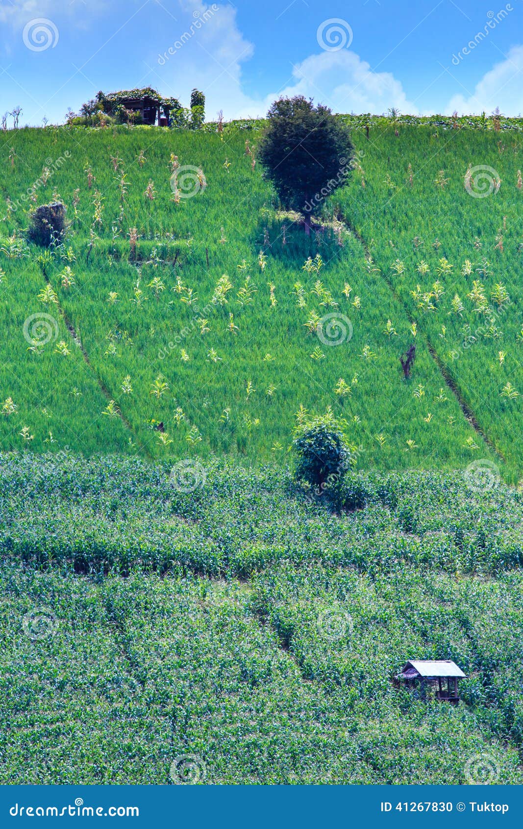 Rice and Corn Growing in Field Stock Photo Image of farm, ecology