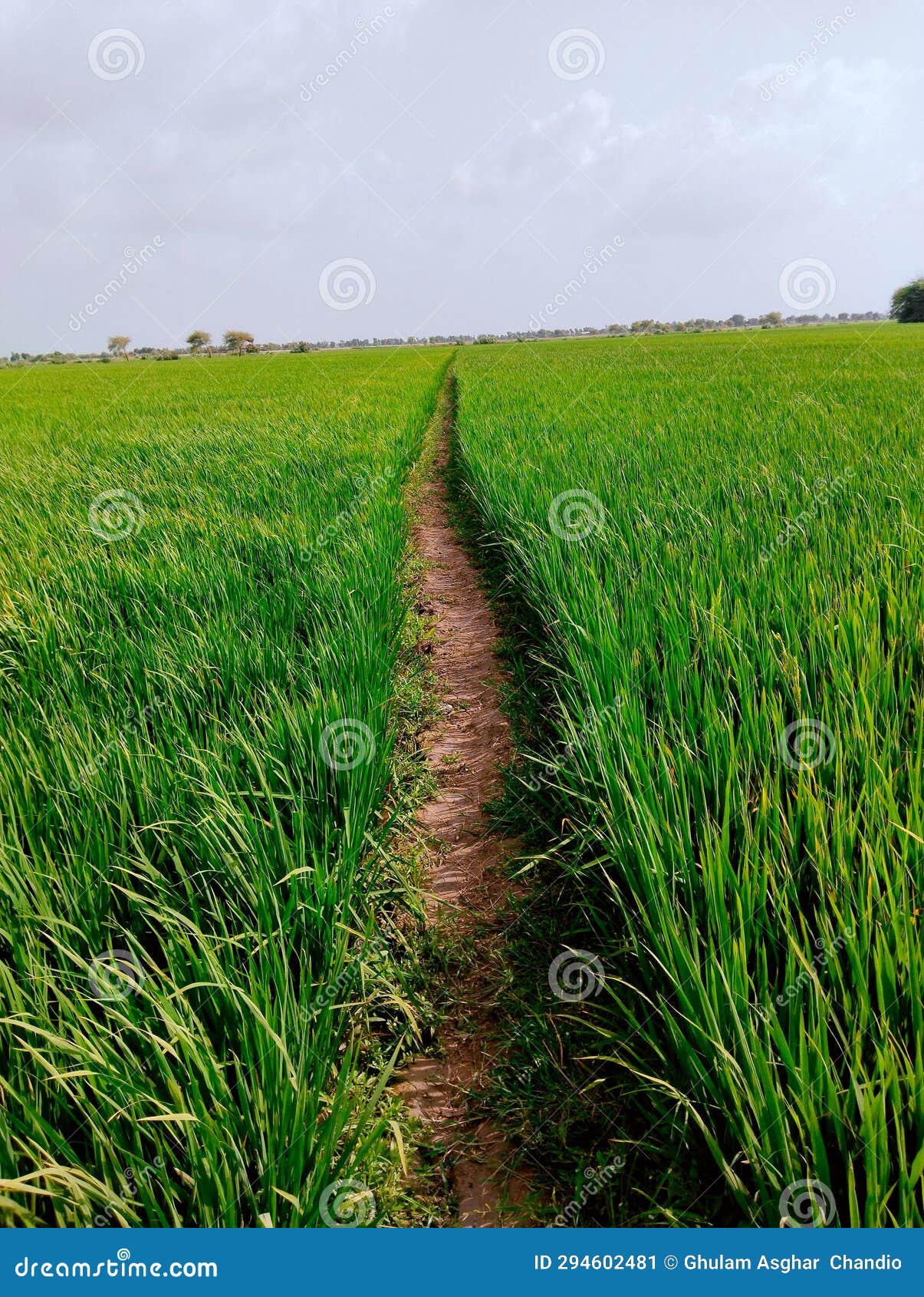 rice crop farm field green paddy dhan plantation chawalfield agriculture recolte riz colheita-arroz cultivo  arroz image photo