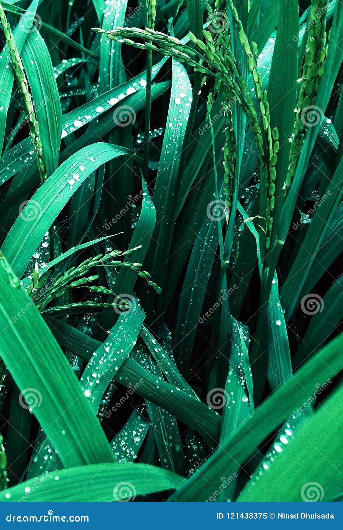 RICE CROP IN FIELDS WITH DROPLETS. RICE CROP IN FIELDS IN MONSOON SEASON RICE GRAINS DROPLETS BACKGROUND NATURE