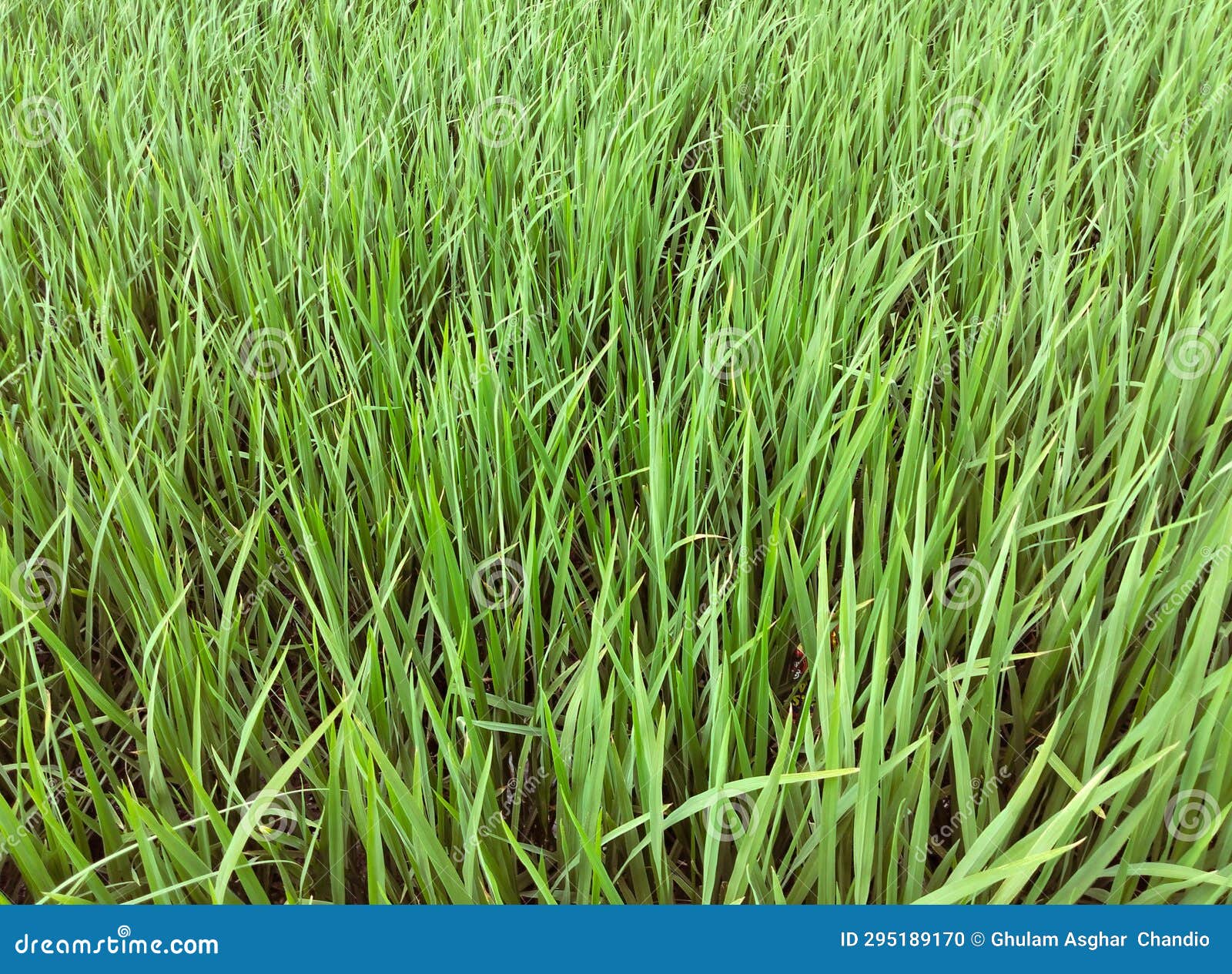 rice crop plants in early stage agriculture farm field green paddy dhan recolte riz colheita-arroz cultivo  arroz  photo