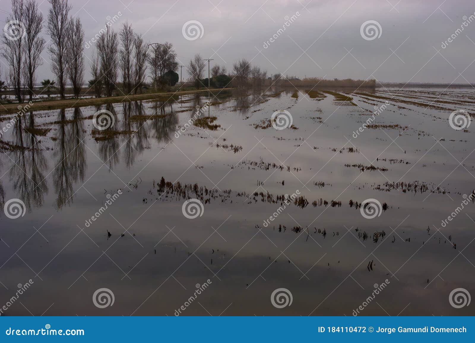 rice cultivation fields in the ebro delta in spain