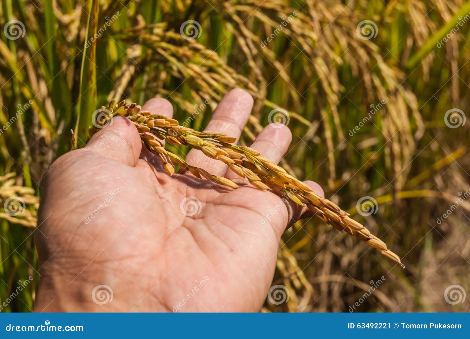 Rice farm stock image. Image of framing, leaves, white 63492221