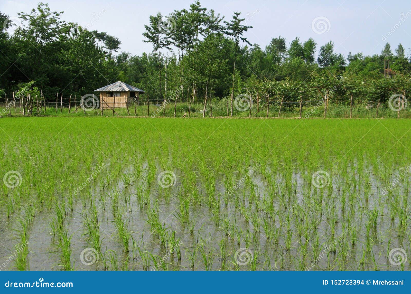 Rice Farm And Cottage In Guilan Stock Photo Image Of Green Farm
