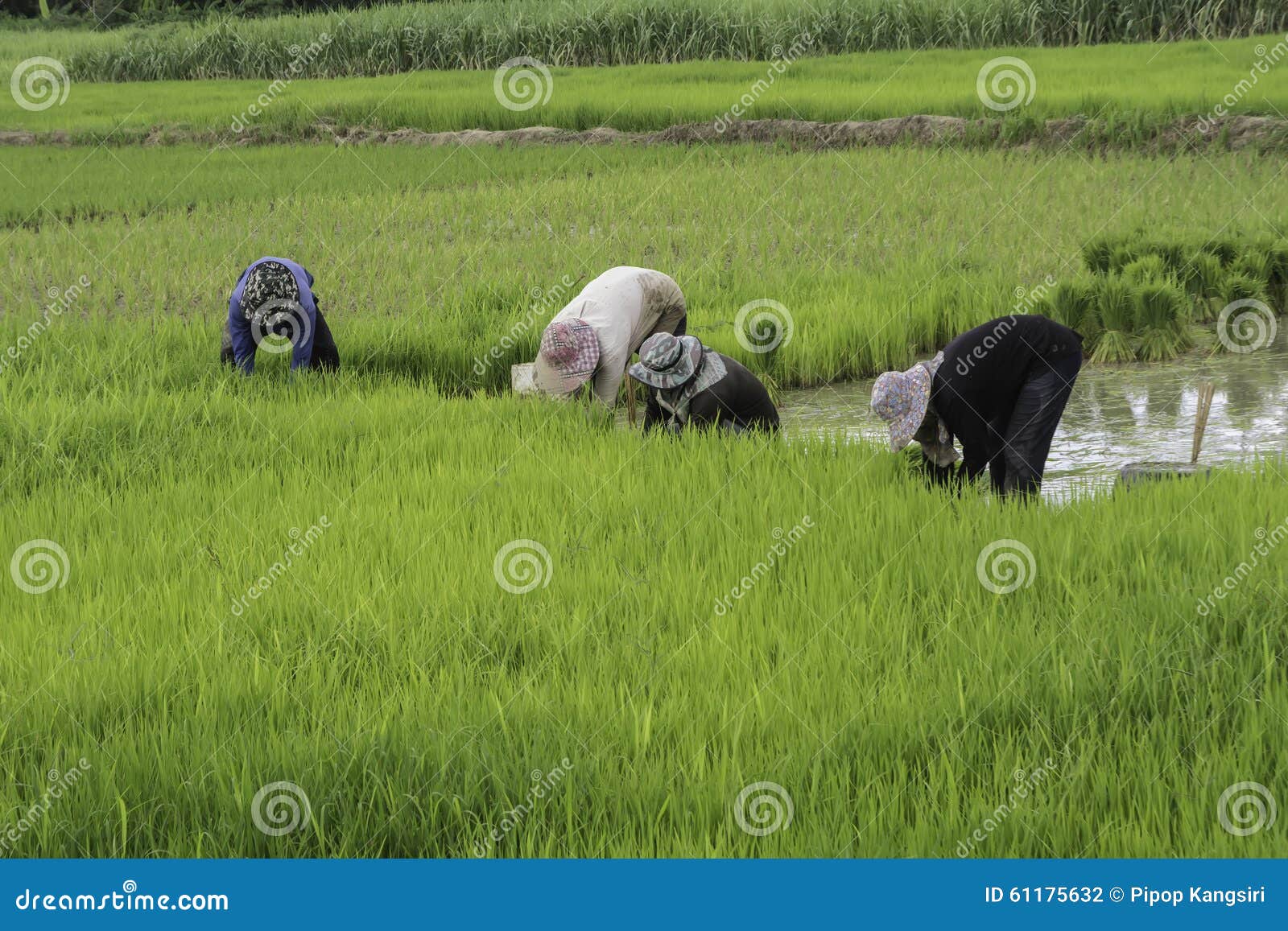 Rice farmer photography