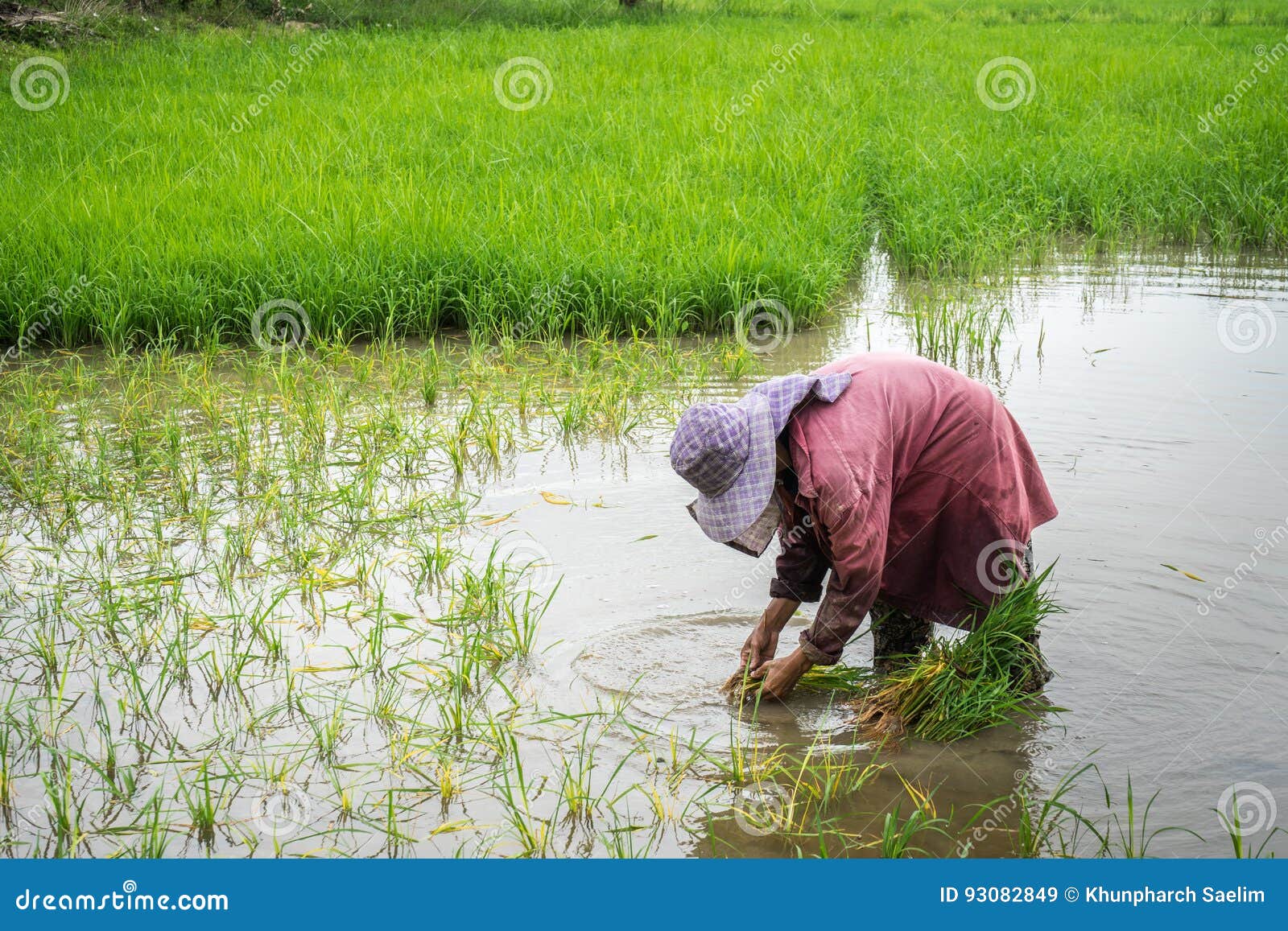 Rice Farmer Work Hard Stock Image Image Of Japan Landscape 93082849