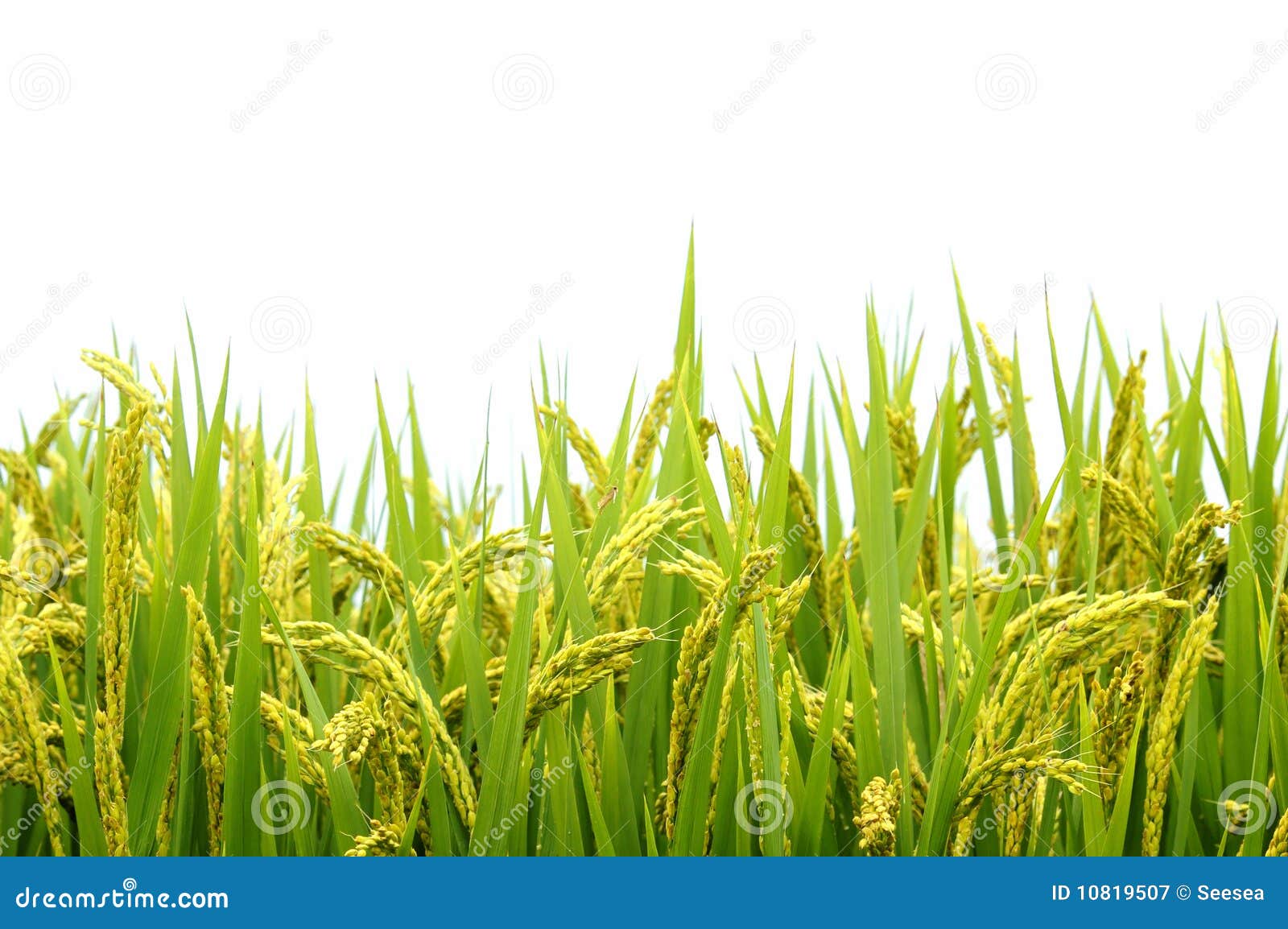 rice field 10819507