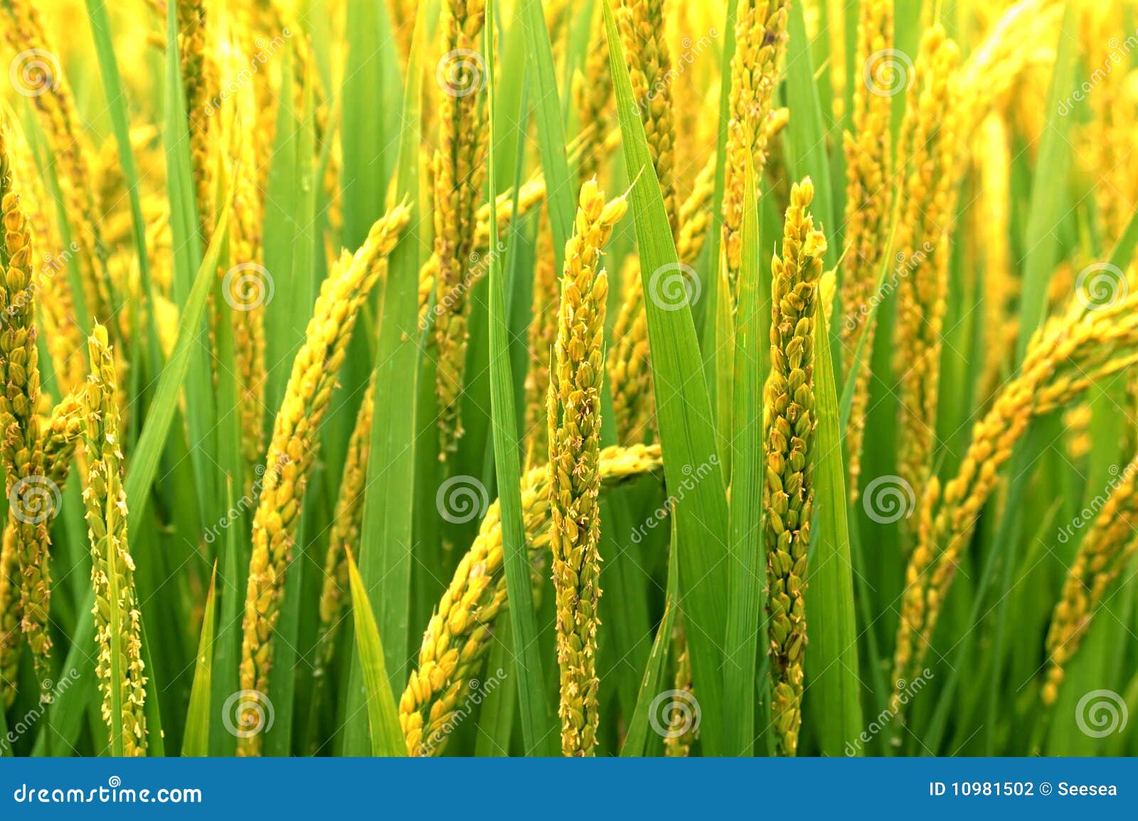 rice field