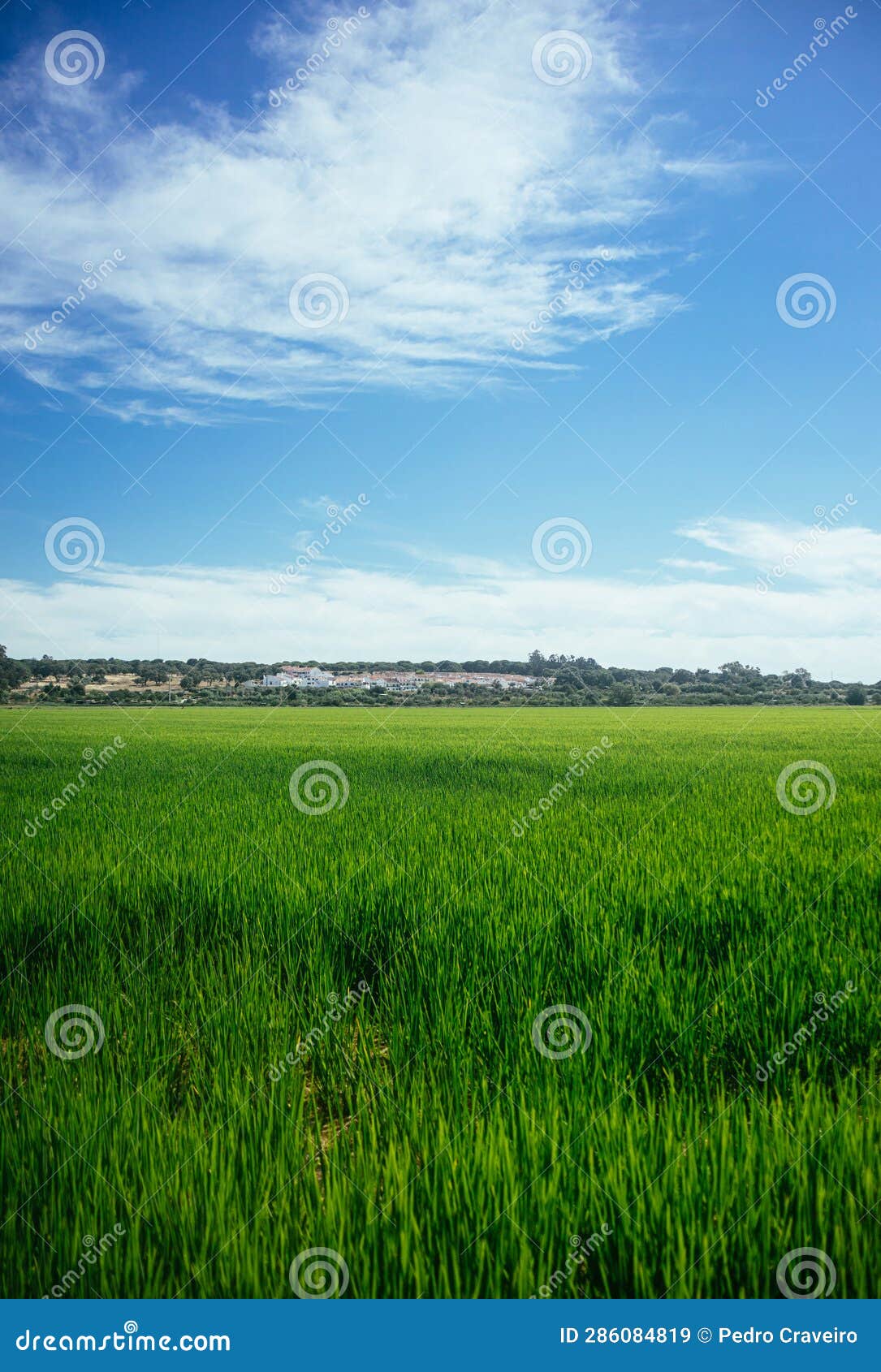 rice field in the area alcÃ¡cer do sal - portugal