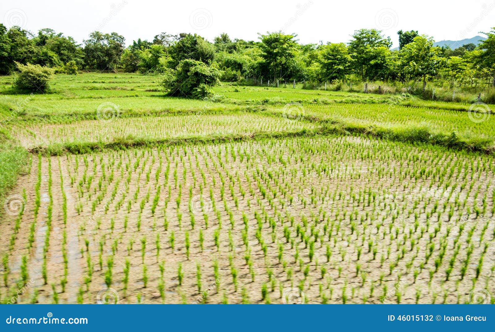 rice field chiang mai plantation thailand 46015132