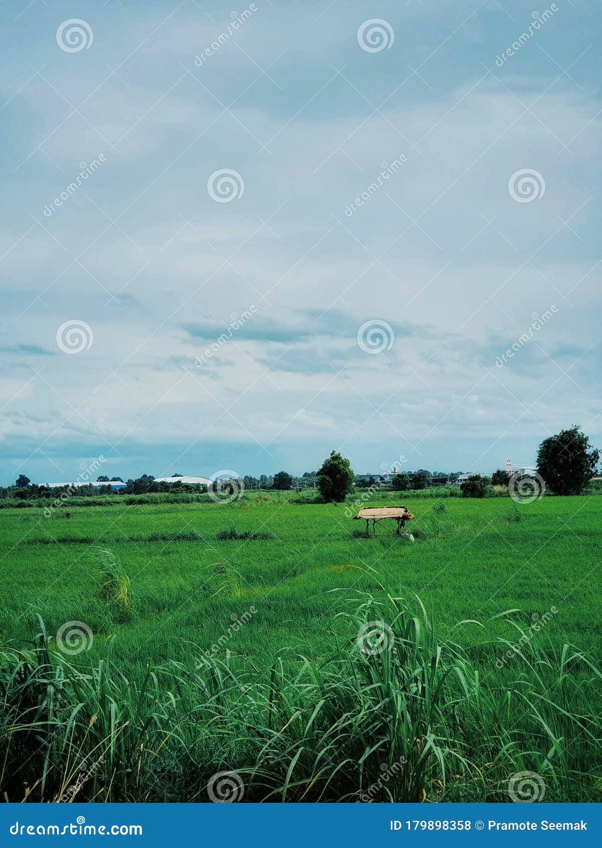 rice field, contryside of thailand