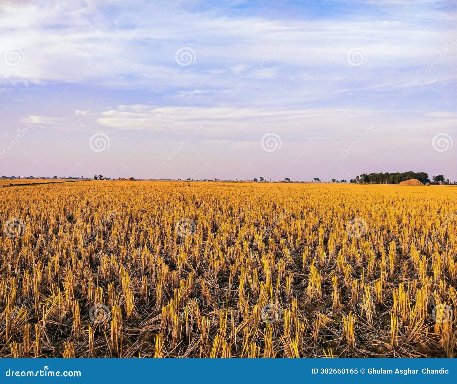 rice field after harvesting rice stubble scenery after paddy plant cutting recolte riz, cosecha arroz, colheita dearroz  photo