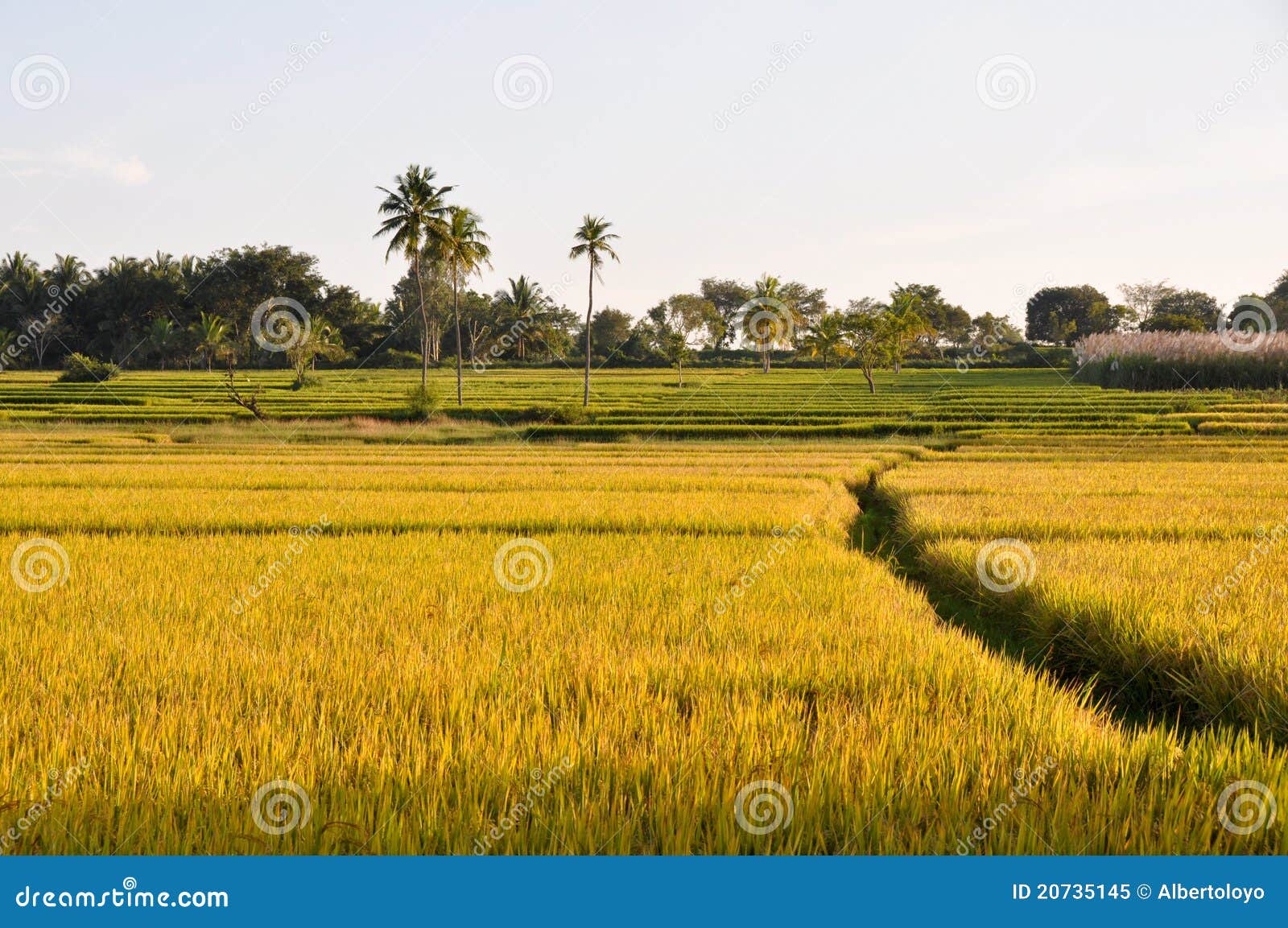 rice field in karnataka (india)