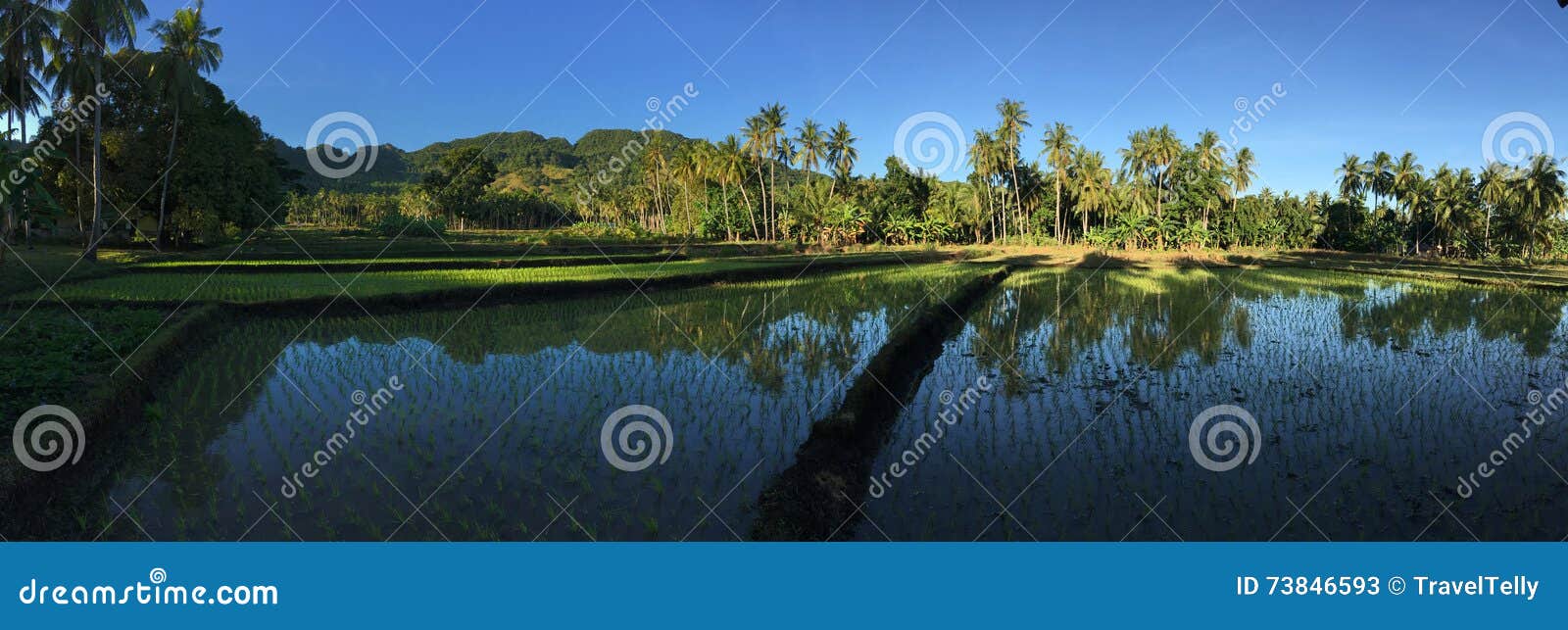 rice field with mountain and palmtrees reflection panorama