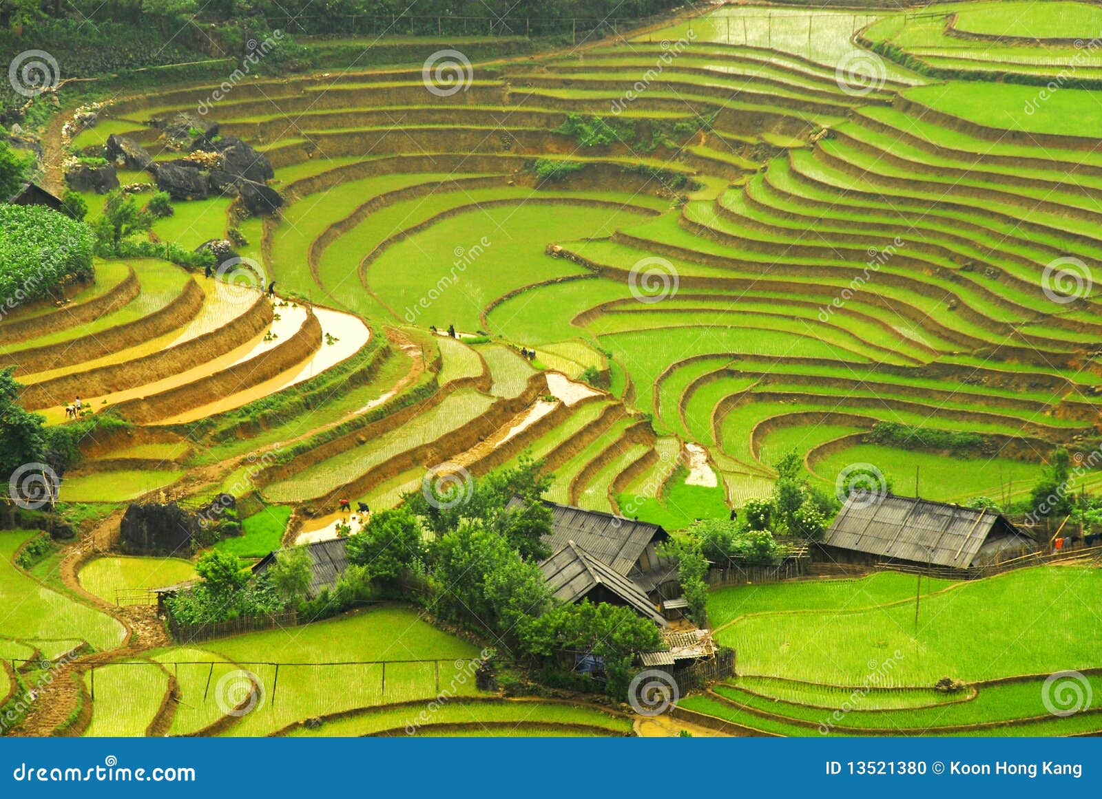 Rice Field In The Mountain Of Sapa Stock Photo - Image ...