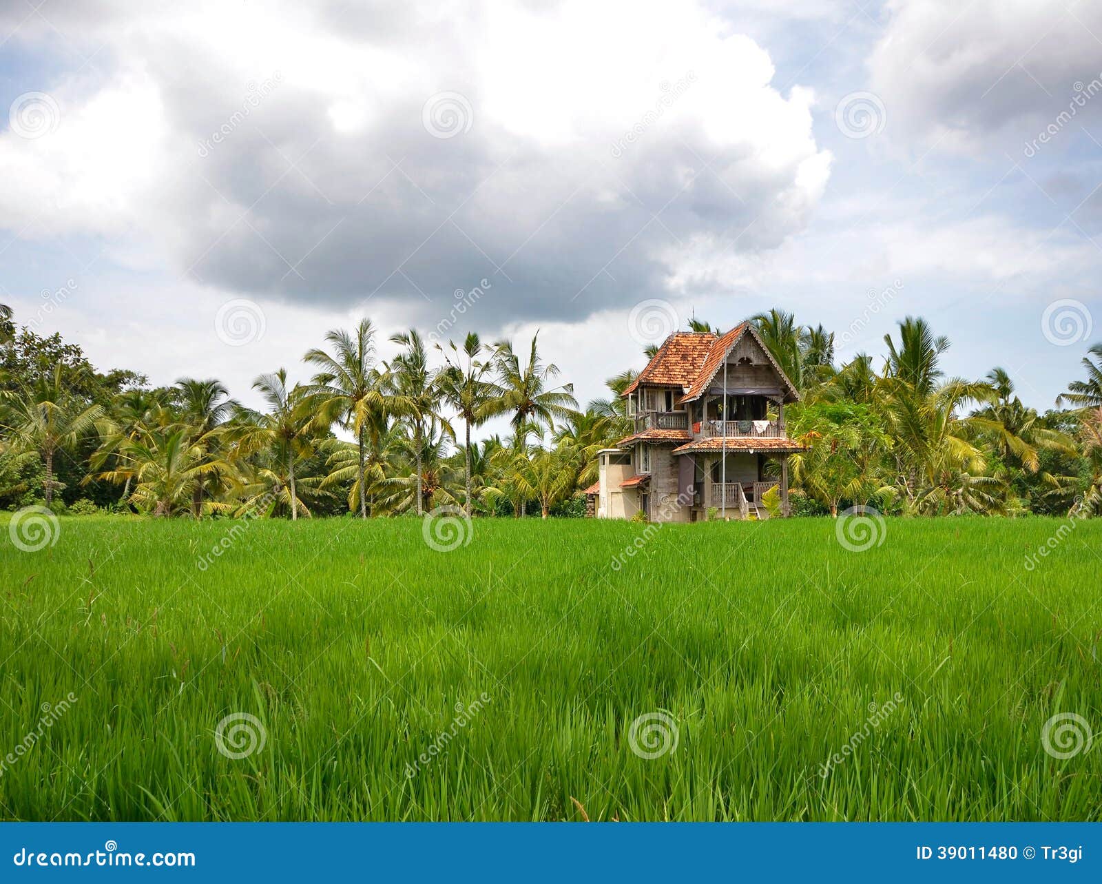 Rice Field With An Old House Palm Trees Stock Photo Image Of