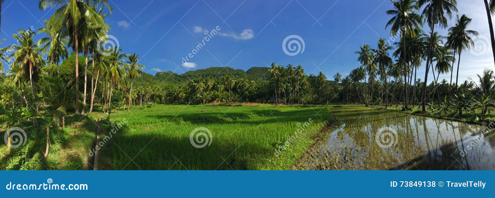 rice field with palmtrees reflection panorama