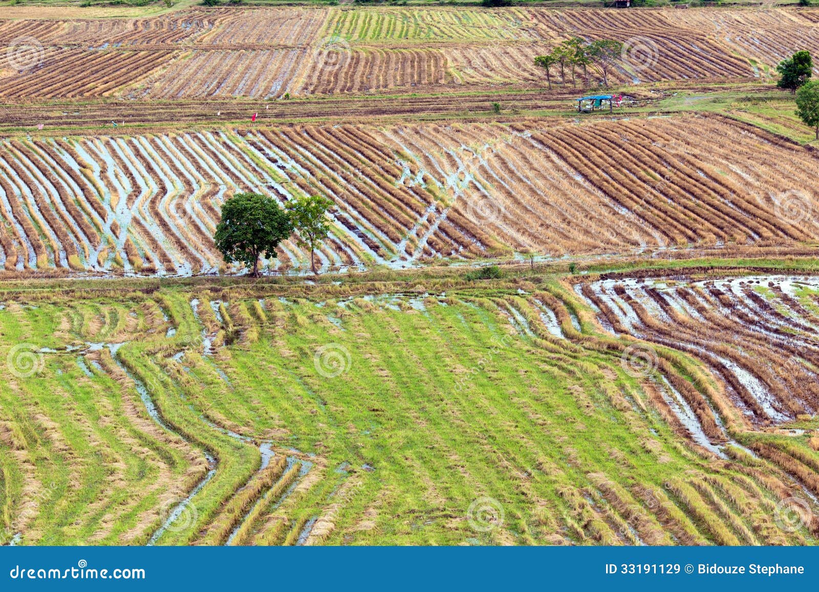 Rice field pattern stock image. Image of floodplain, rice Biology Diagrams