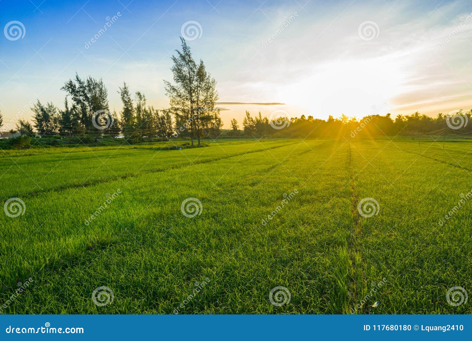 Rice Field With Sunlight Is Going To Rise In The Morning Stock Photo