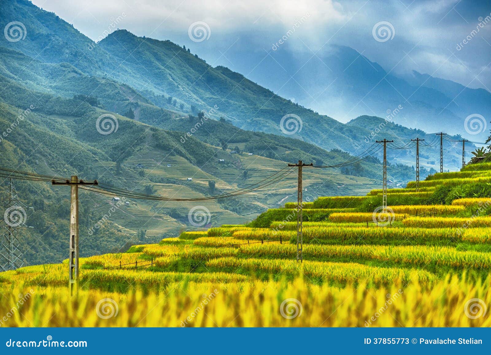 rice field terraces surrounded by a spectacular bl