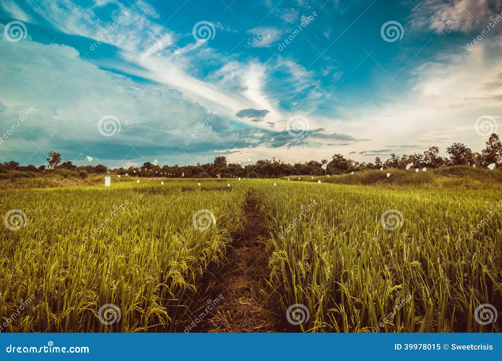 Rice field stock image. Image of growth, rice, asia, field Biology Diagrams