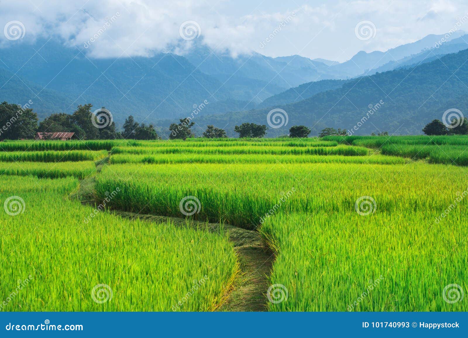Rice Field Way on Green Field Background Stock Image - Image of view,  green: 101740993