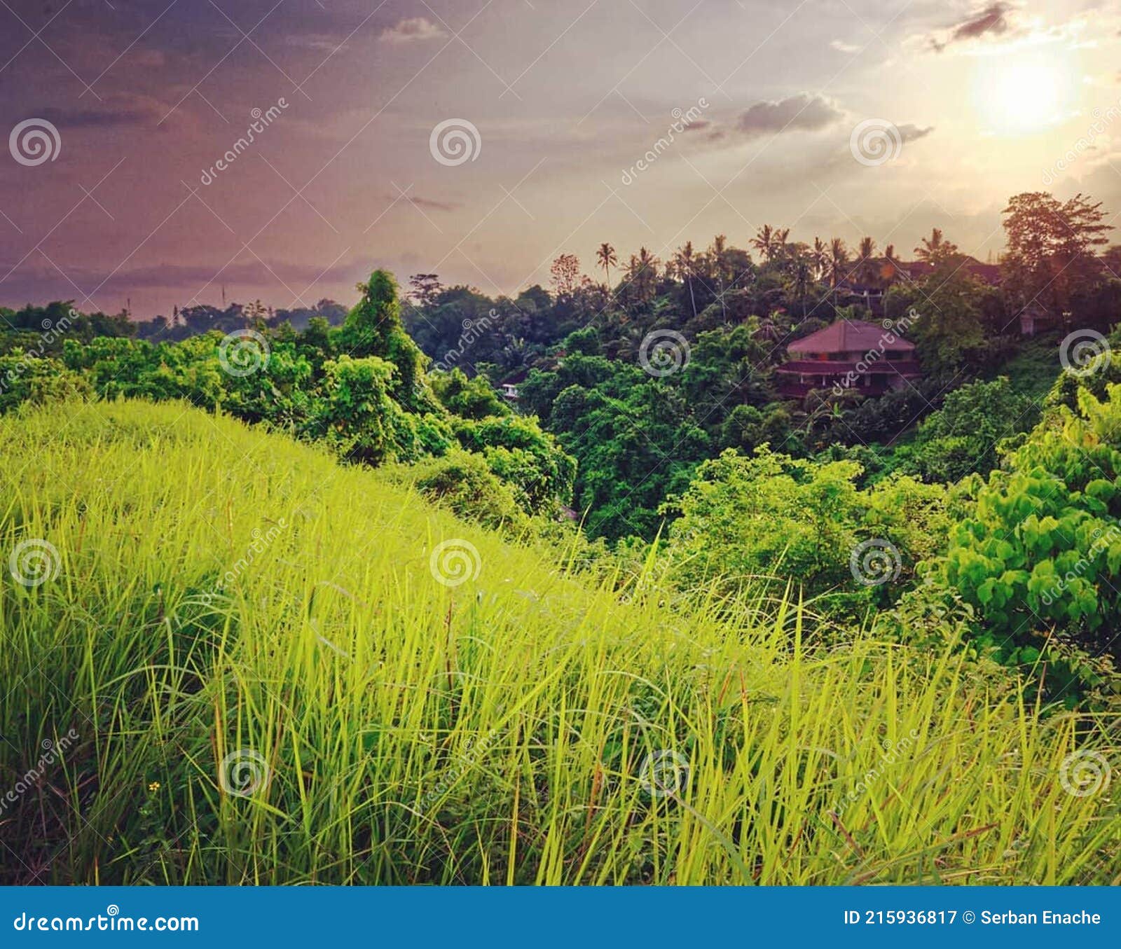 rice fields in campuhan ridge walk. #campuhan #ubud #bali #ricefields #ridgeback #indonesia check out my photo on dreamstime
https