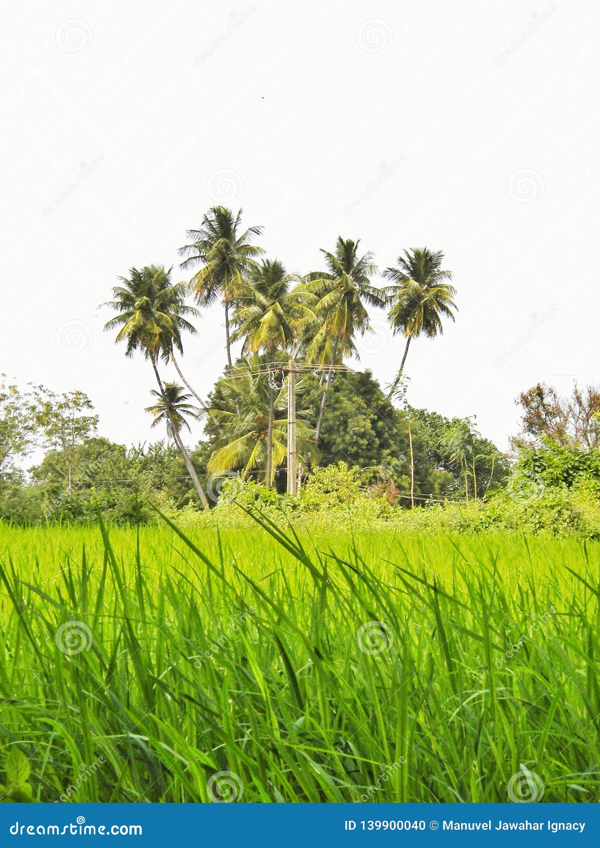 Rice Fields with Coconut Trees in Background in a Village in Tamil Nadu  Stock Photo - Image of tamil, background: 139900040