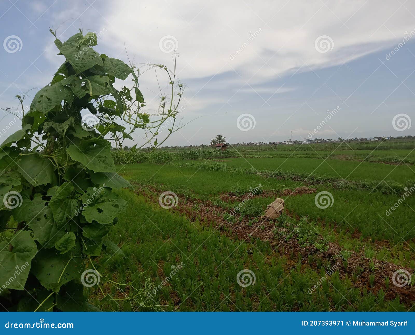 Rice fields for farming stock image. Image of fields 207393971