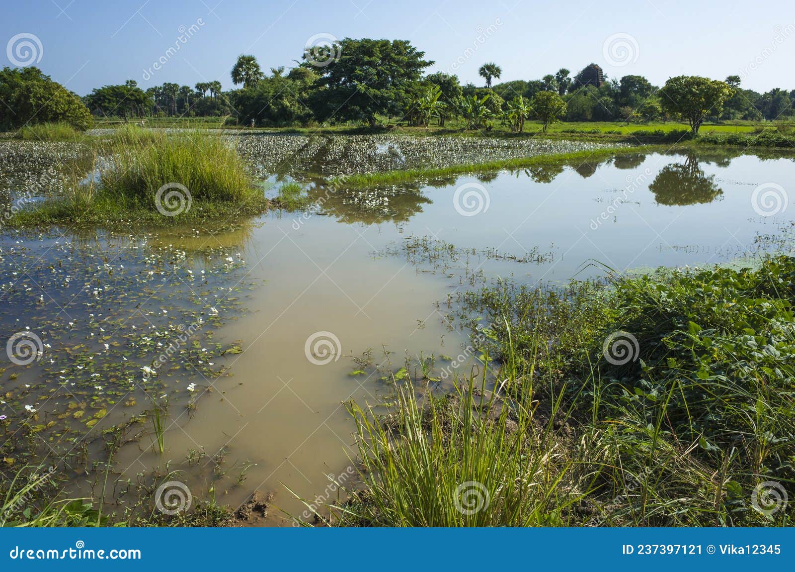 Rice Fields Flooded with Water in Inwa Ava, Myanmar Stock Image - Image ...
