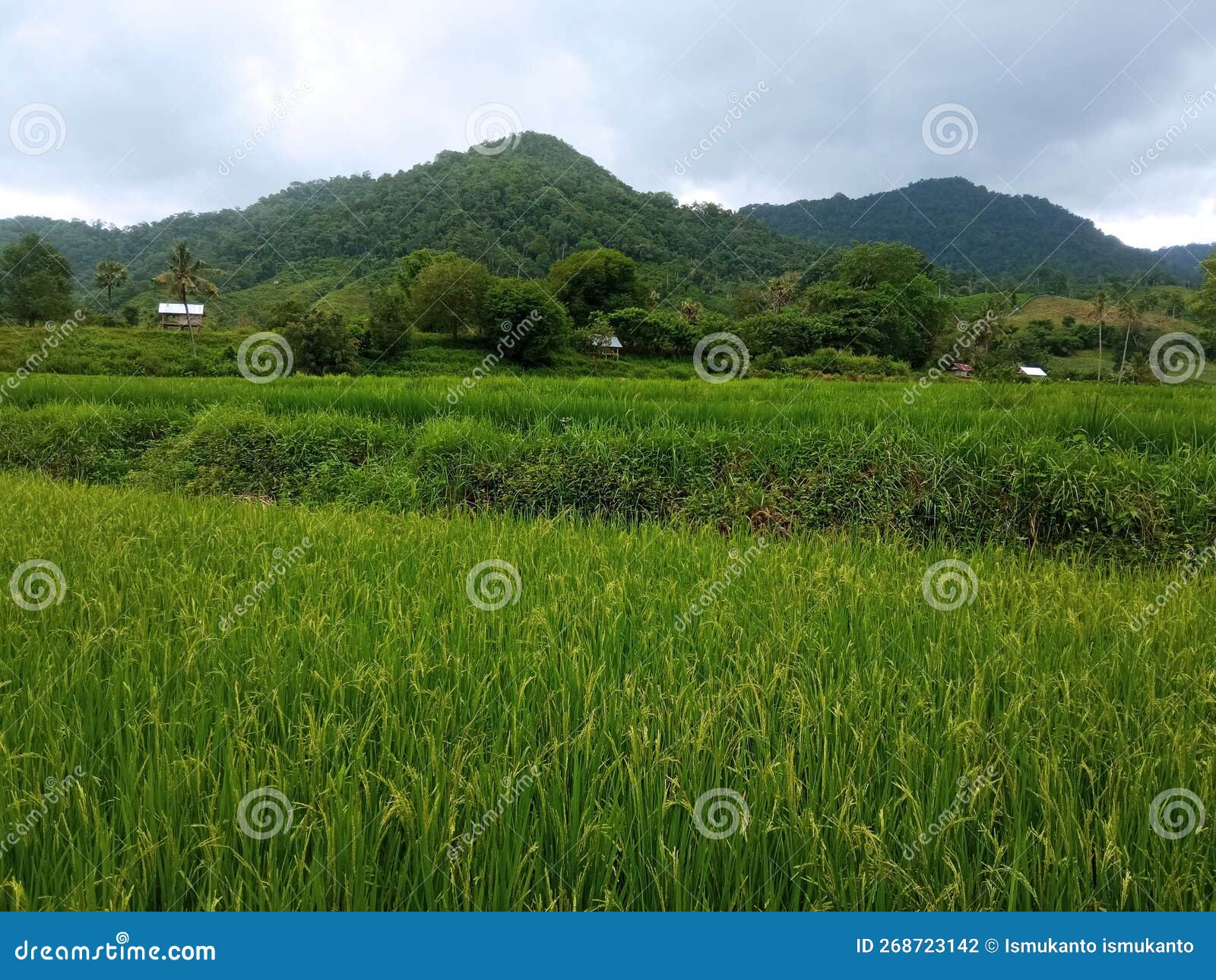 Rice Fields at the Foot of the Hill with Fertile Rice Plants? Stock