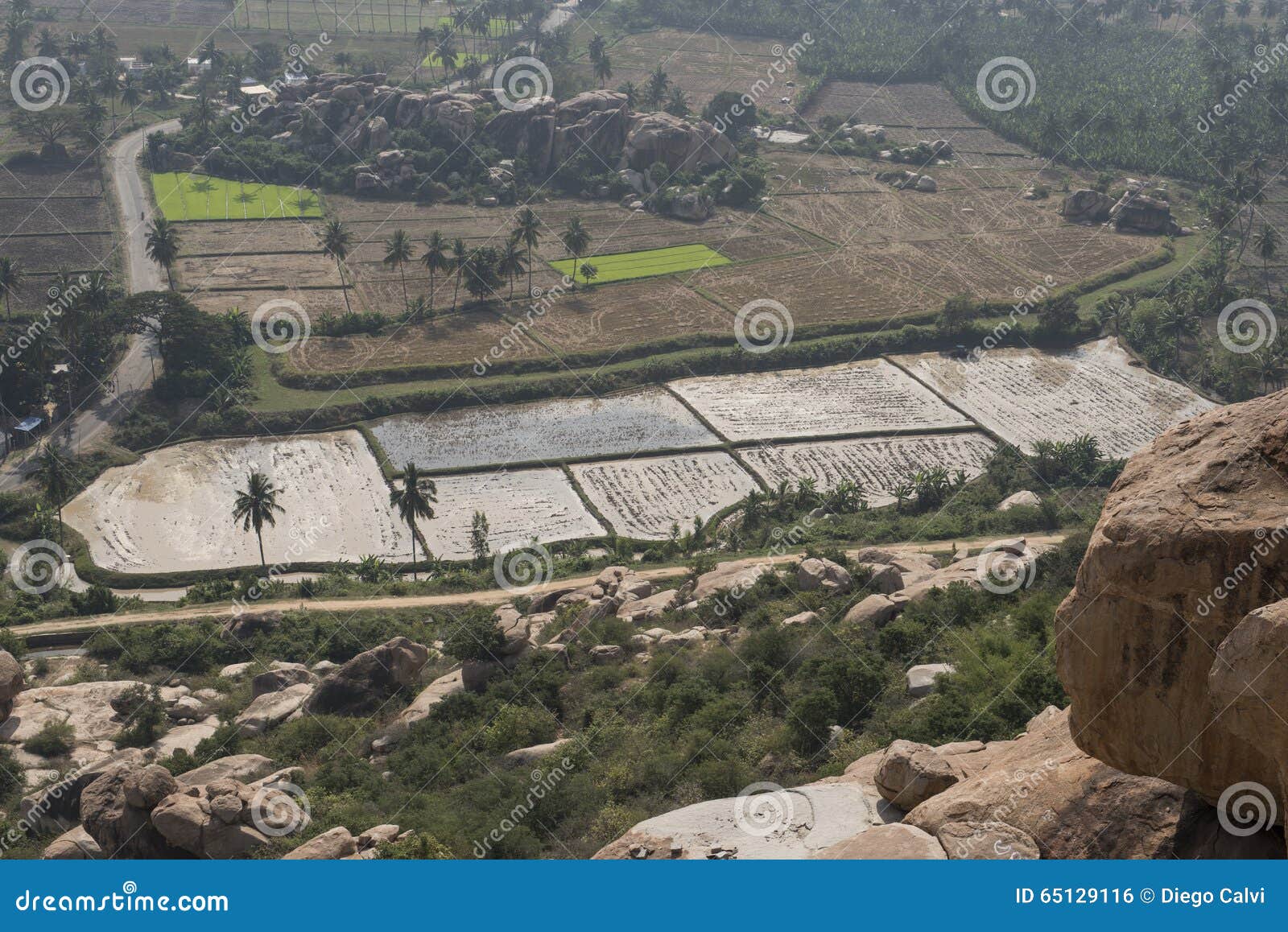 rice fields. hampi, india