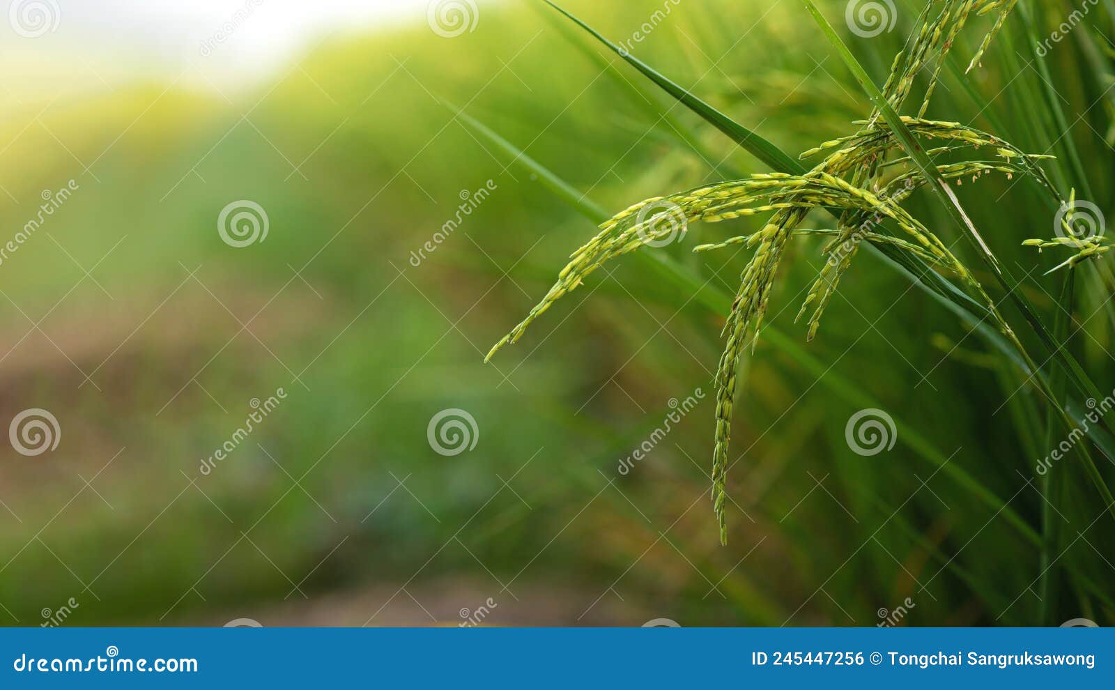 Rice Fields (rice) in the Harvest Season. Rice Fields in the Morning