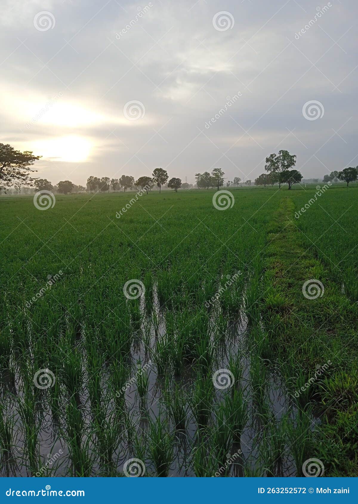 rice fields in madures