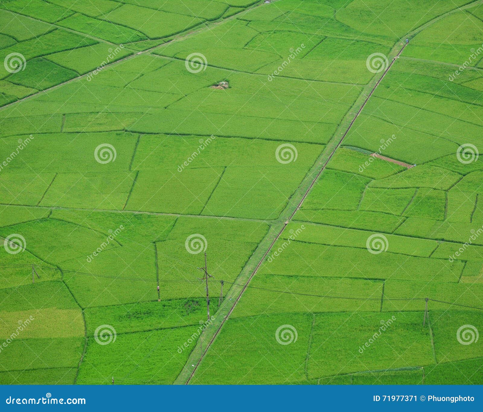 rice fields in moc chau, vietnam