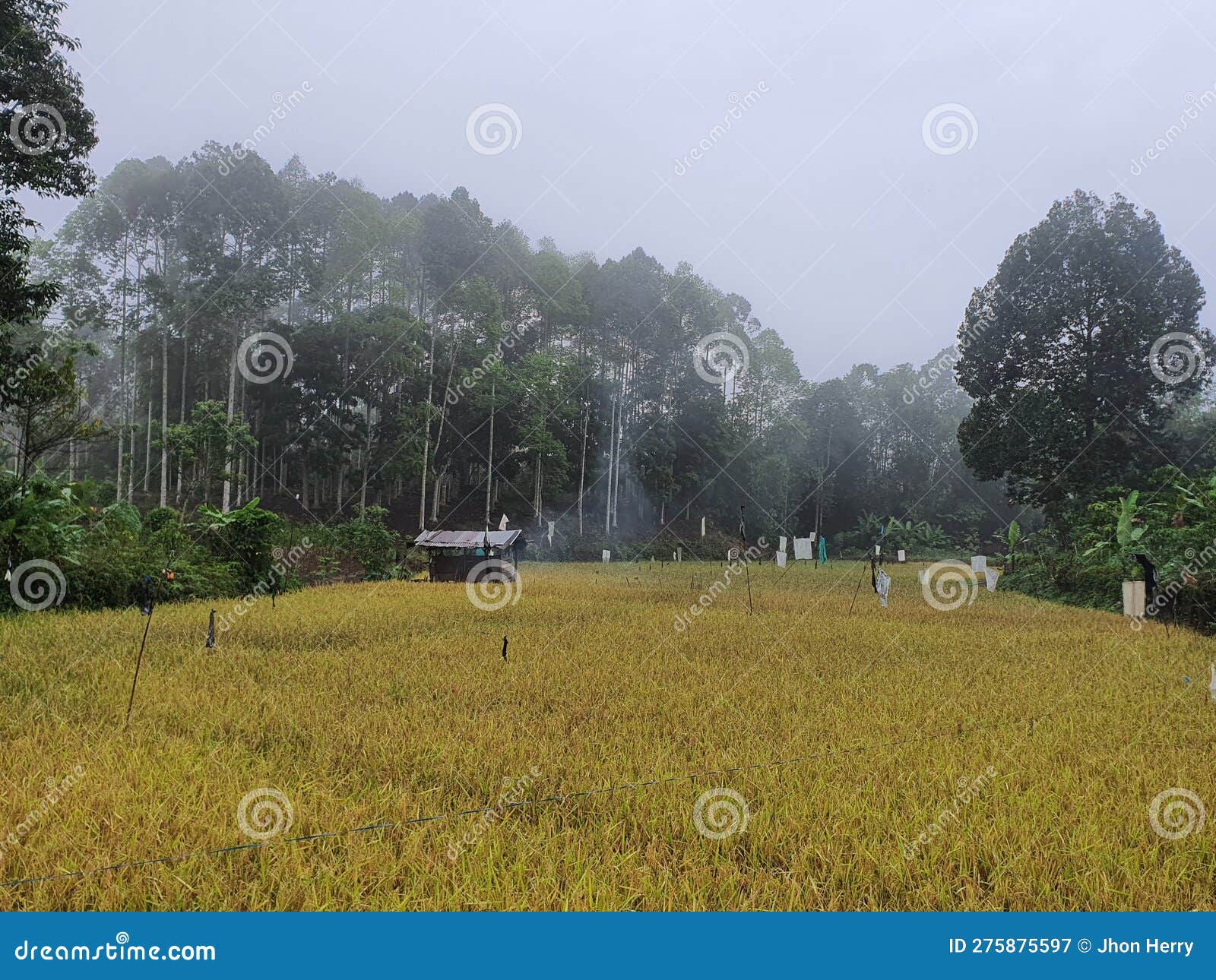 rice fields near the coffee plantation in sukamaju village, pagar alam