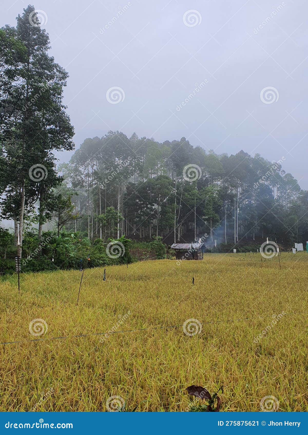 rice fields near the coffee plantation in sukamaju village, pagar alam